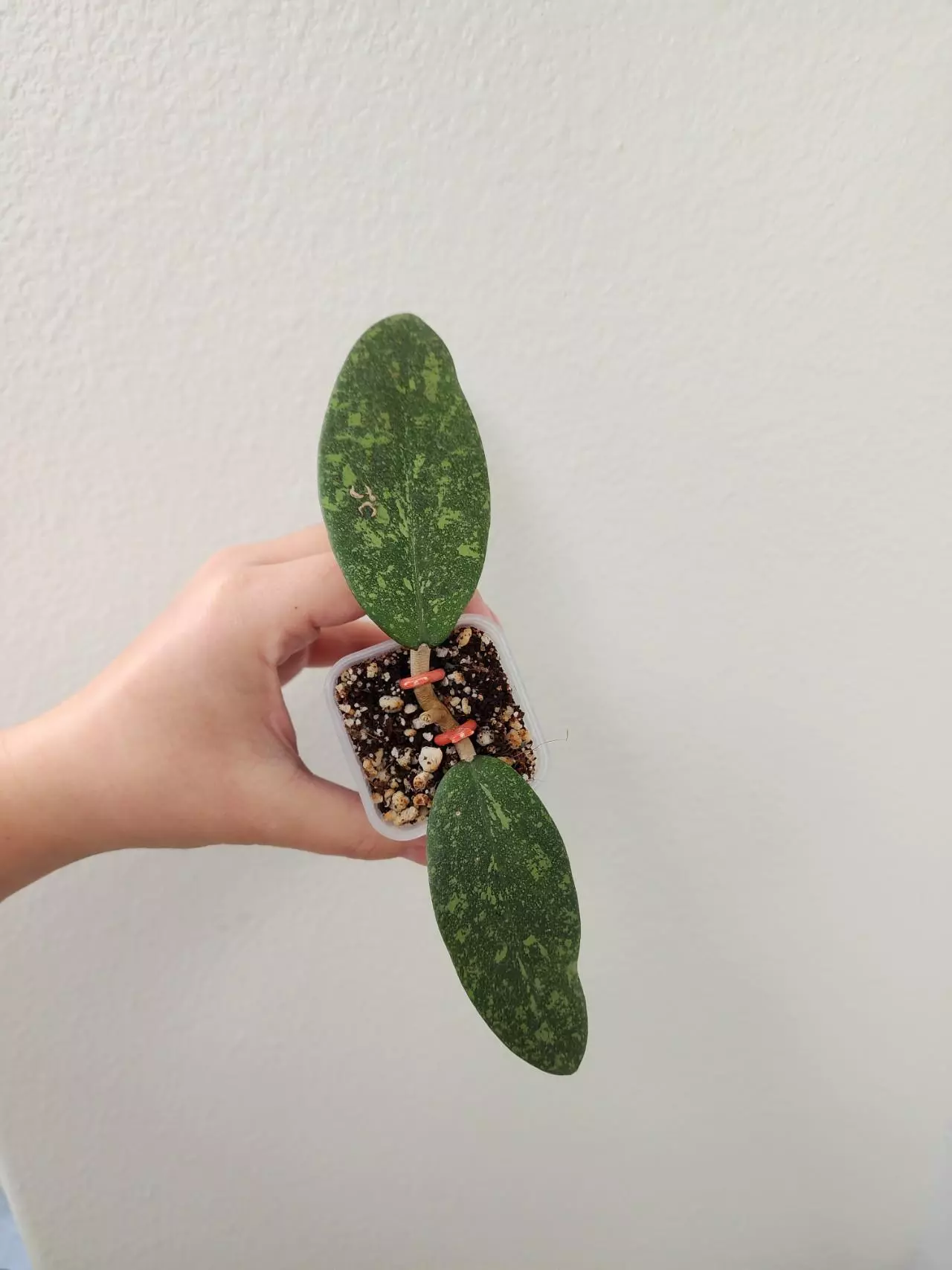 plant/Hoya sp. Vietnam AH001-0