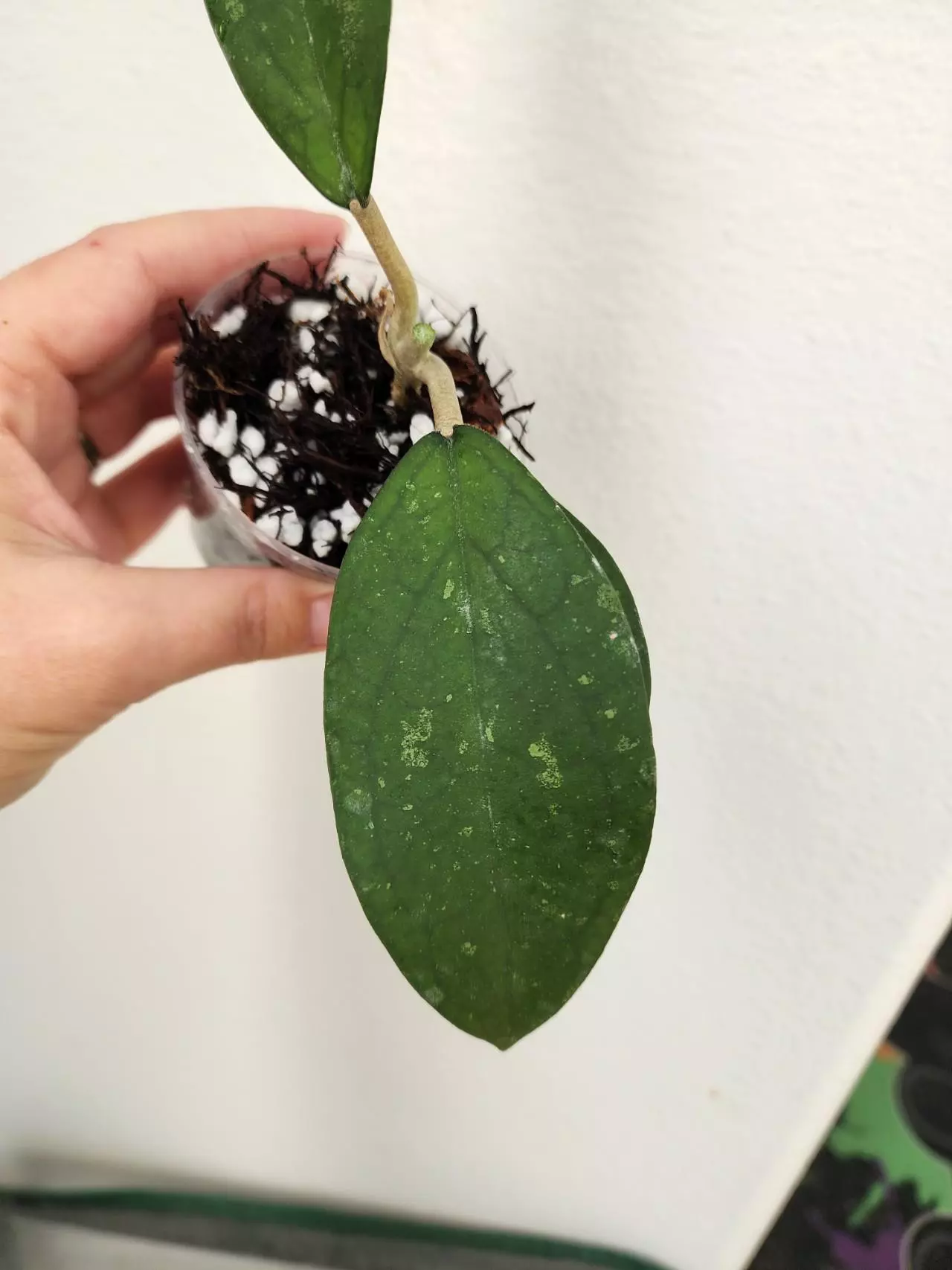 plant/Hoya ABL014-08 (H. Jennifer OP seed)-1
