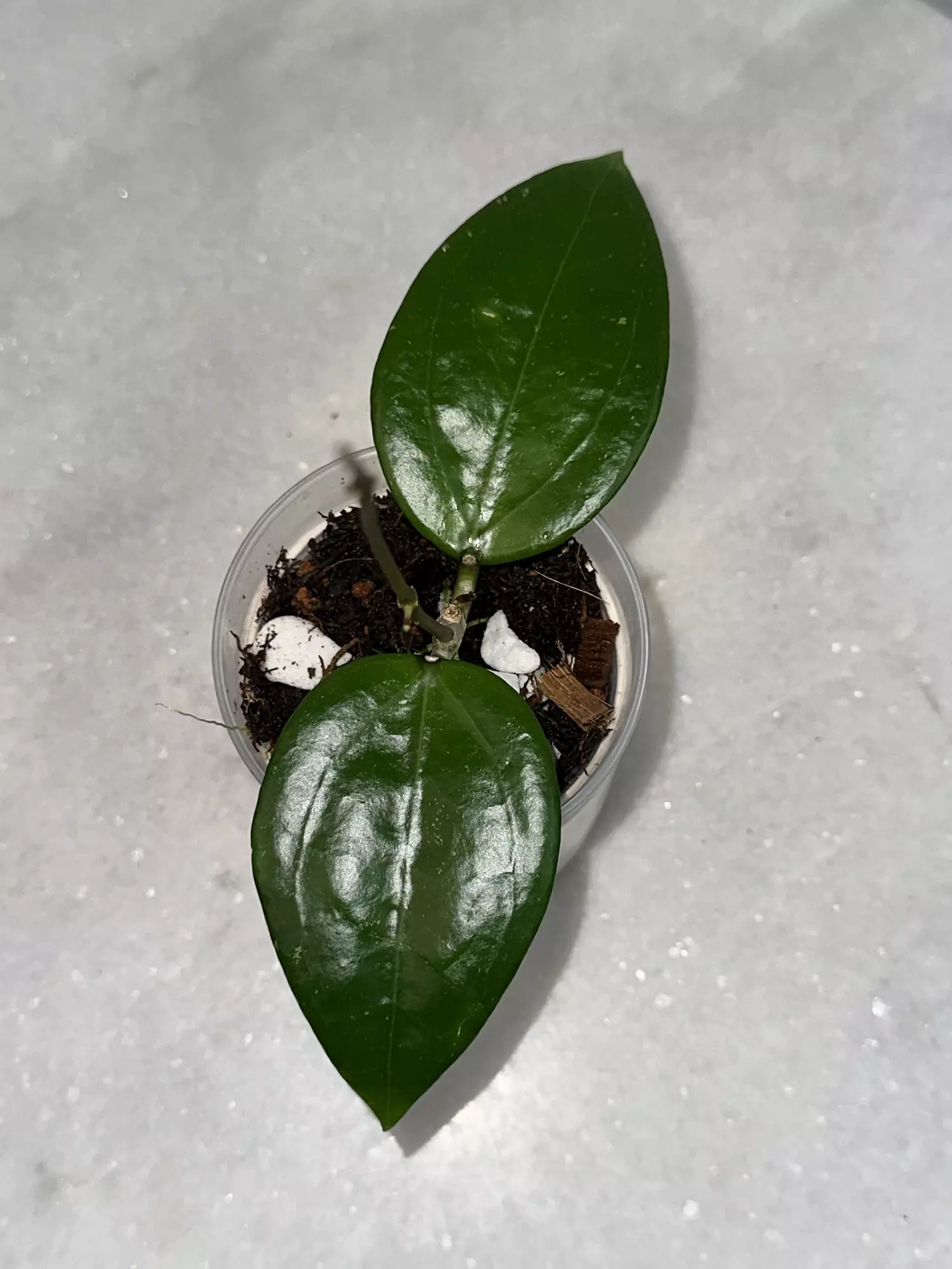 plant/Hoya RHM 932- SR2 ‘Shelby’ - 3 inch pot-0