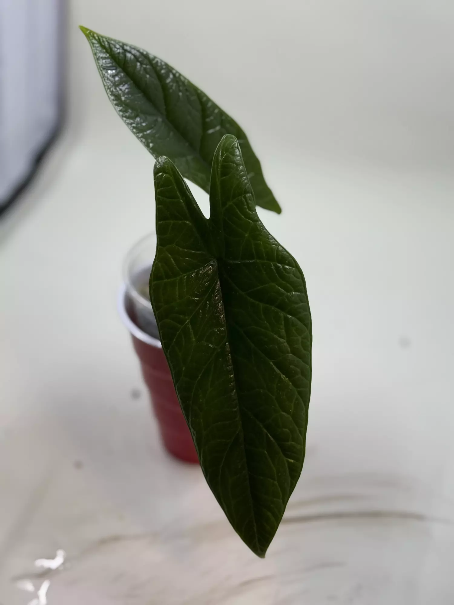 plant/Alocasia scalprum-0