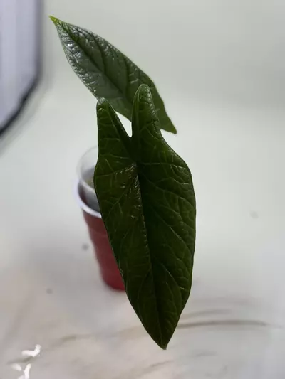 plant/Alocasia scalprum-0-thumbnail