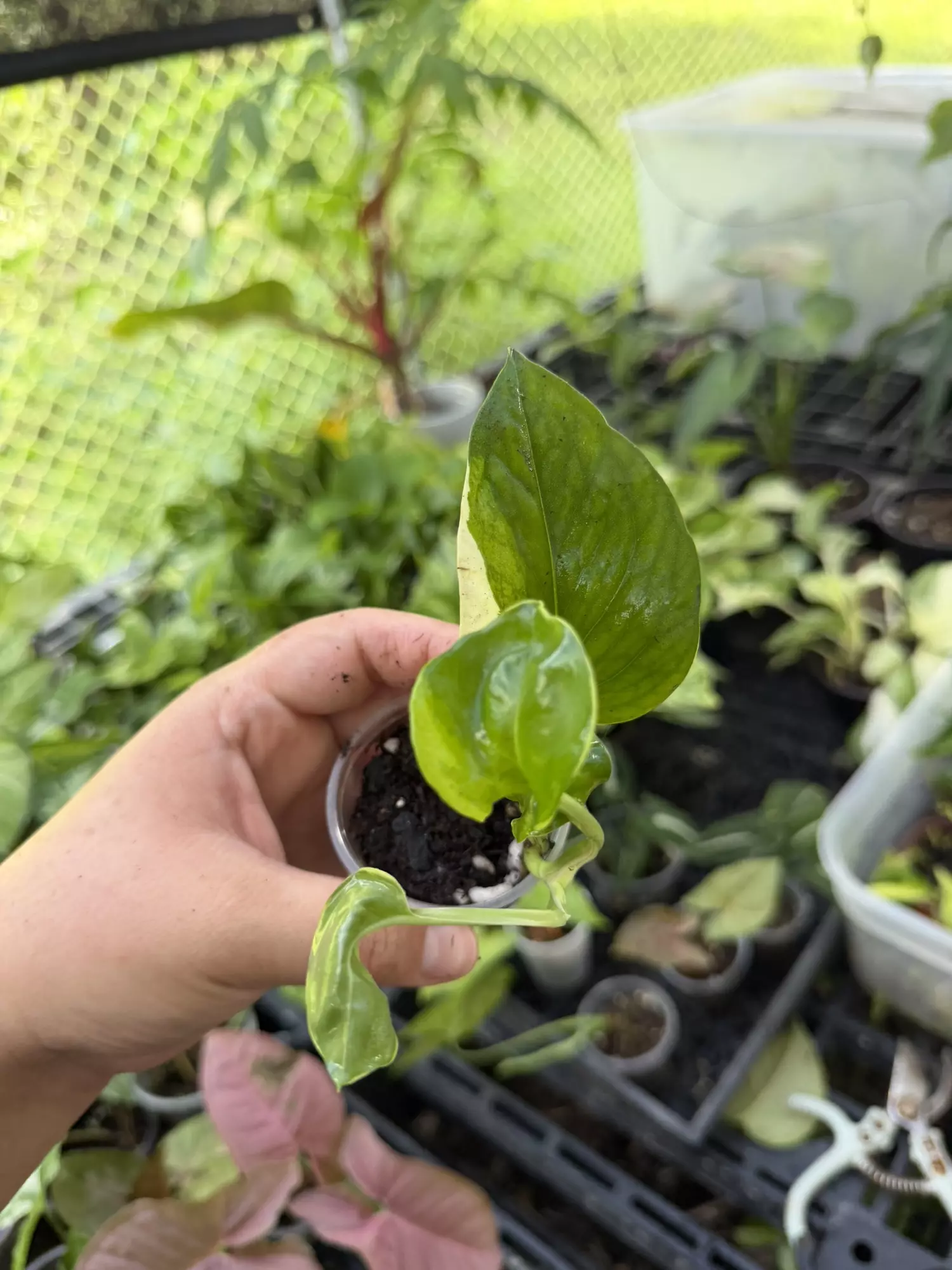 plant/Manjula Poonsin-0