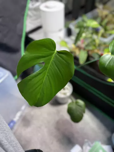 plant/Monstera deliciosa in Pon-0-thumbnail