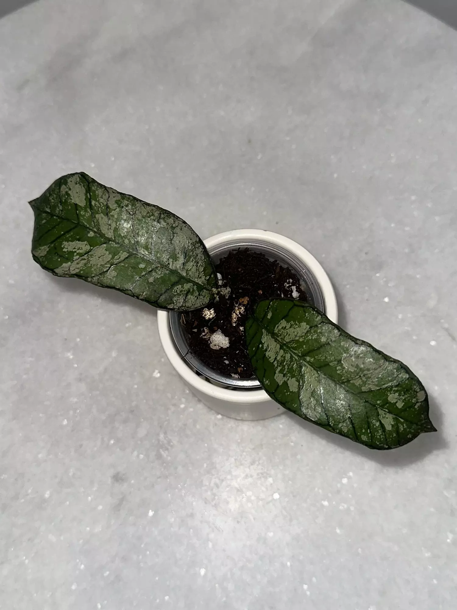 plant/H. sp. Gunung Gading (ghost) - 2.5 inch pot-0
