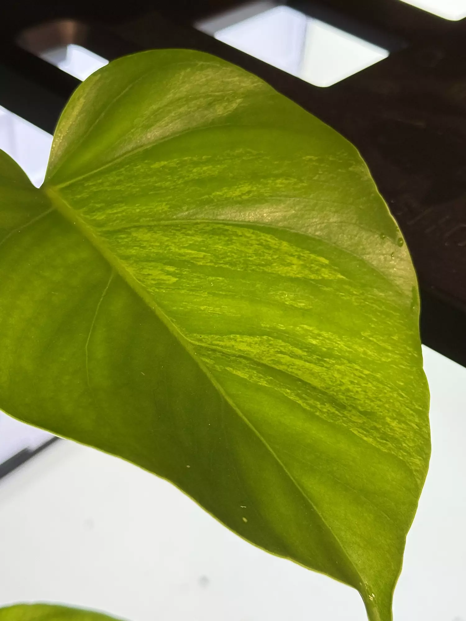 plant/Monstera aurea-0