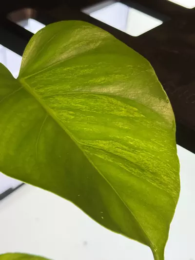 plant/Monstera aurea-0-thumbnail