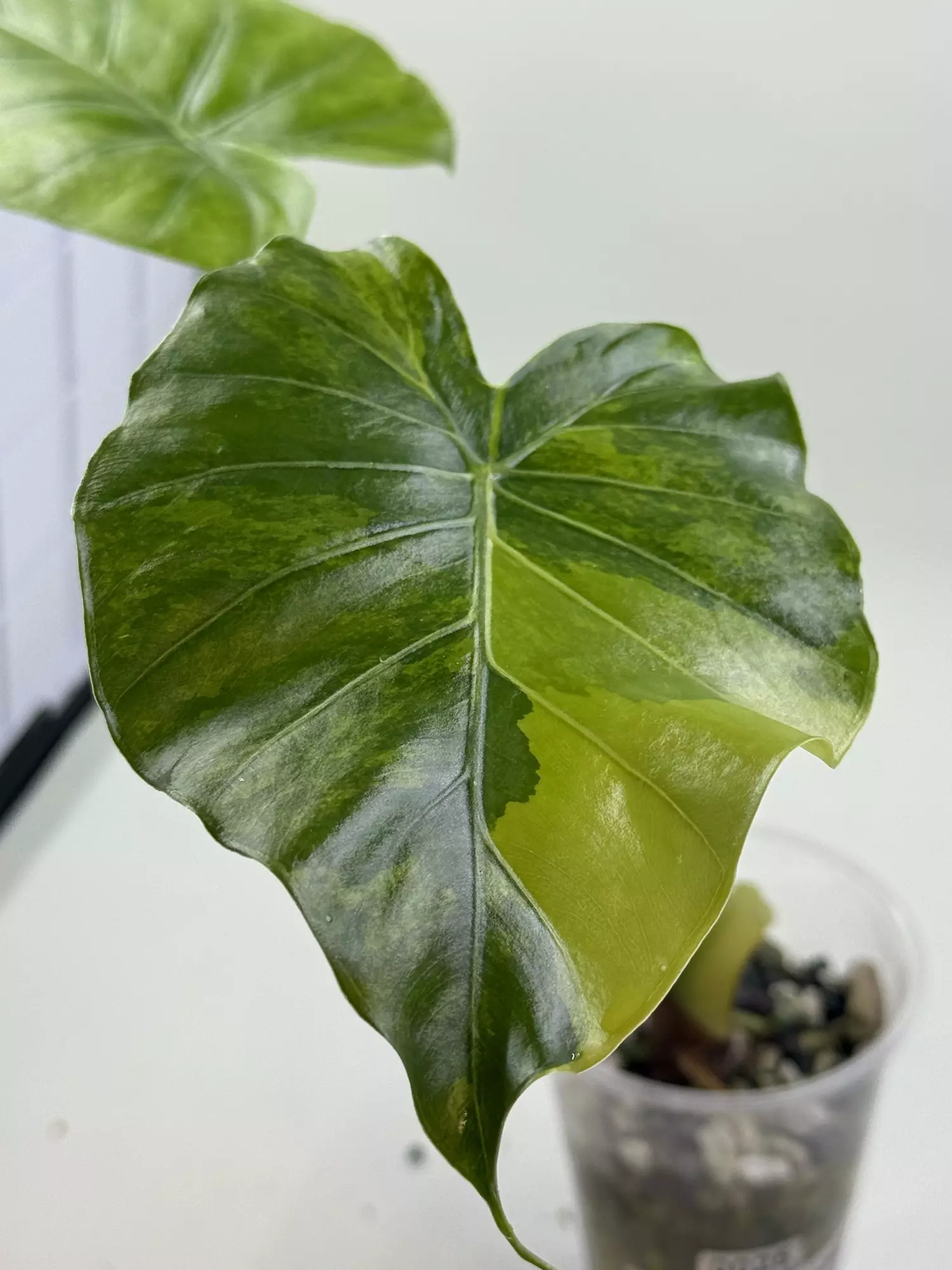 plant/Alocasia Gangeana Aurea-0