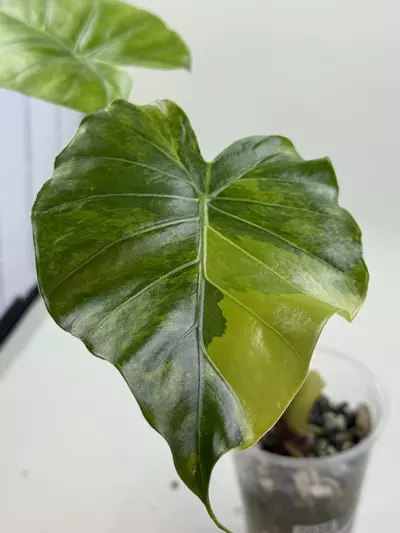 plant/Alocasia Gangeana Aurea-0-thumbnail