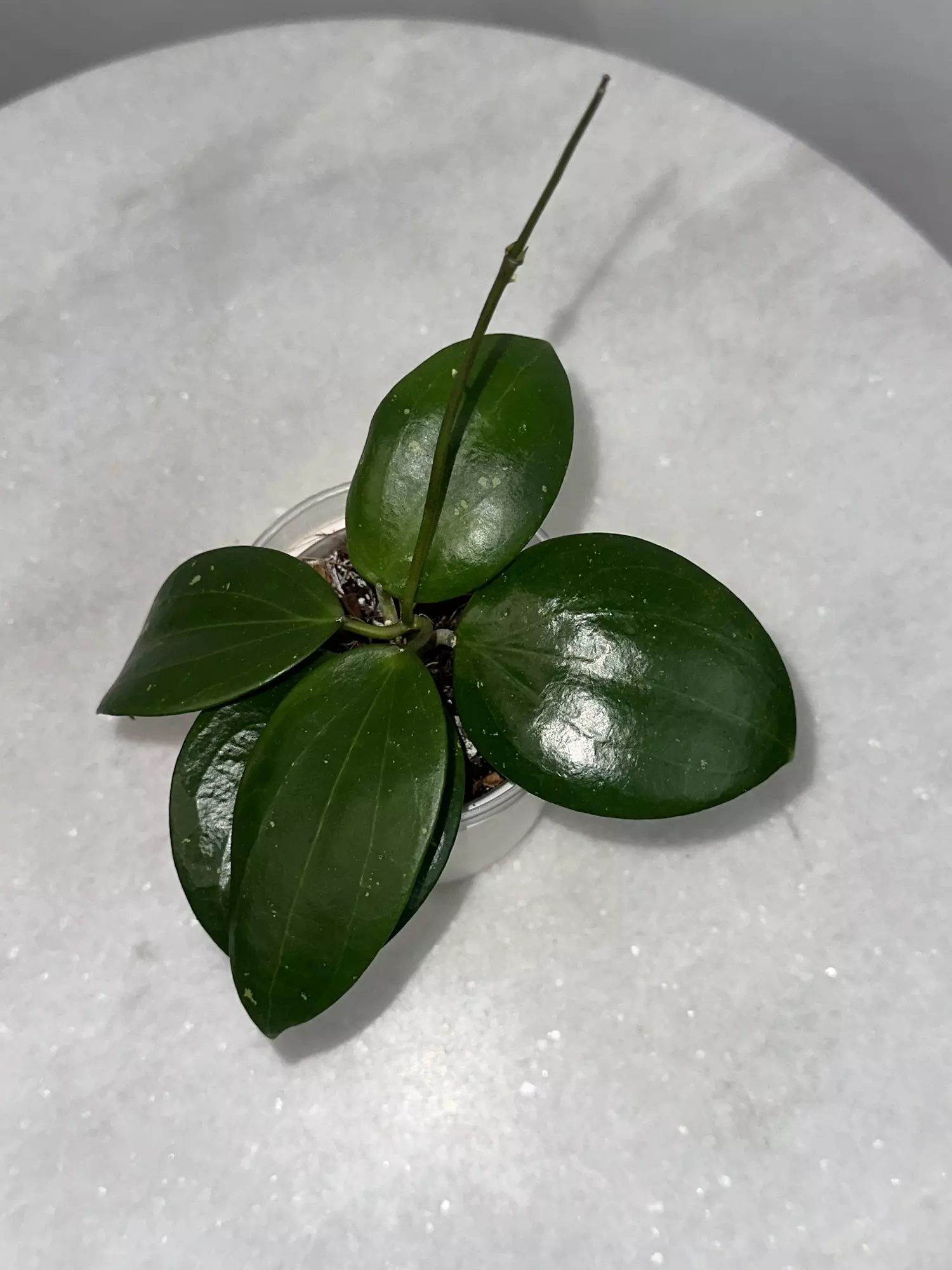 plant/H. ‘Genieve’ - 3 inch pot-0