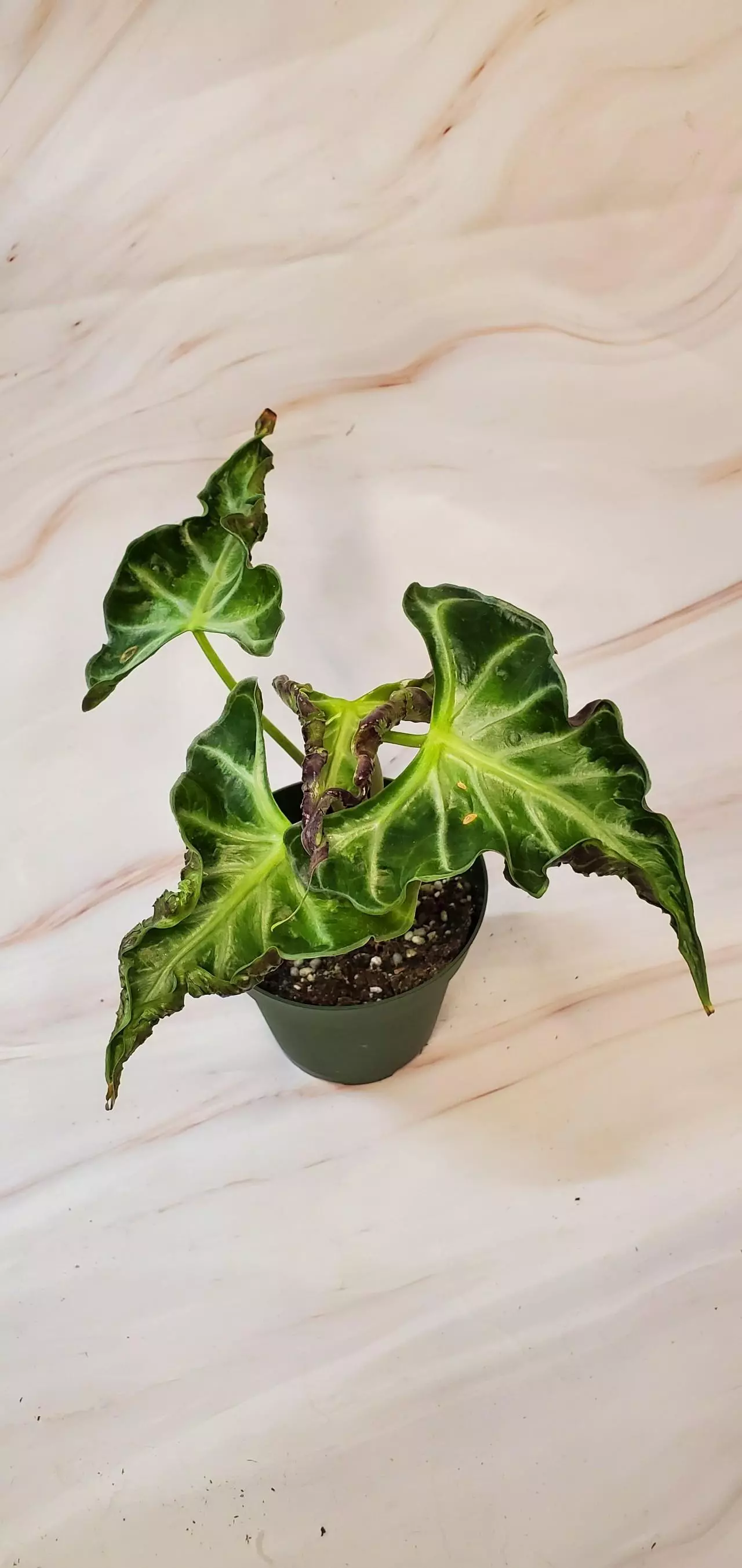 plant/ALOCASIA LOCO GC-0