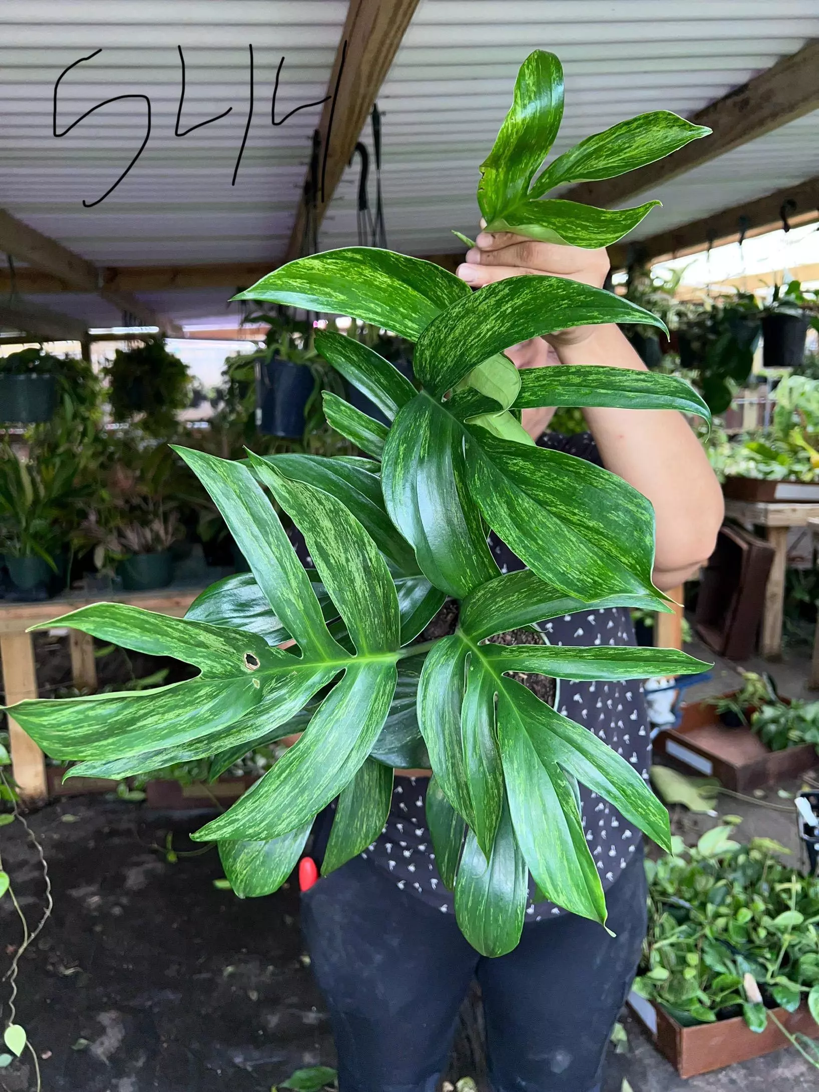 plant/RAPHIDOPHORA DECURSIVA MINT 6" 544P-0