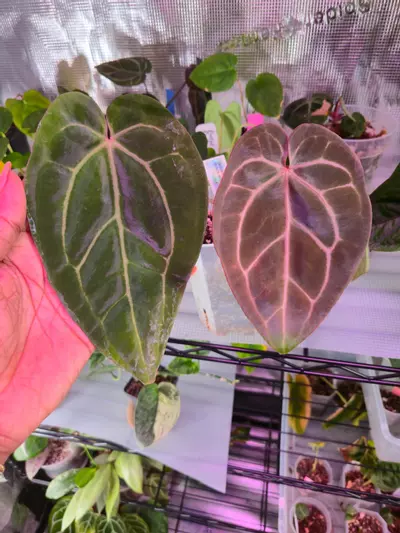 plant/Bess Forgetii x Black Widow Michelle-0-thumbnail