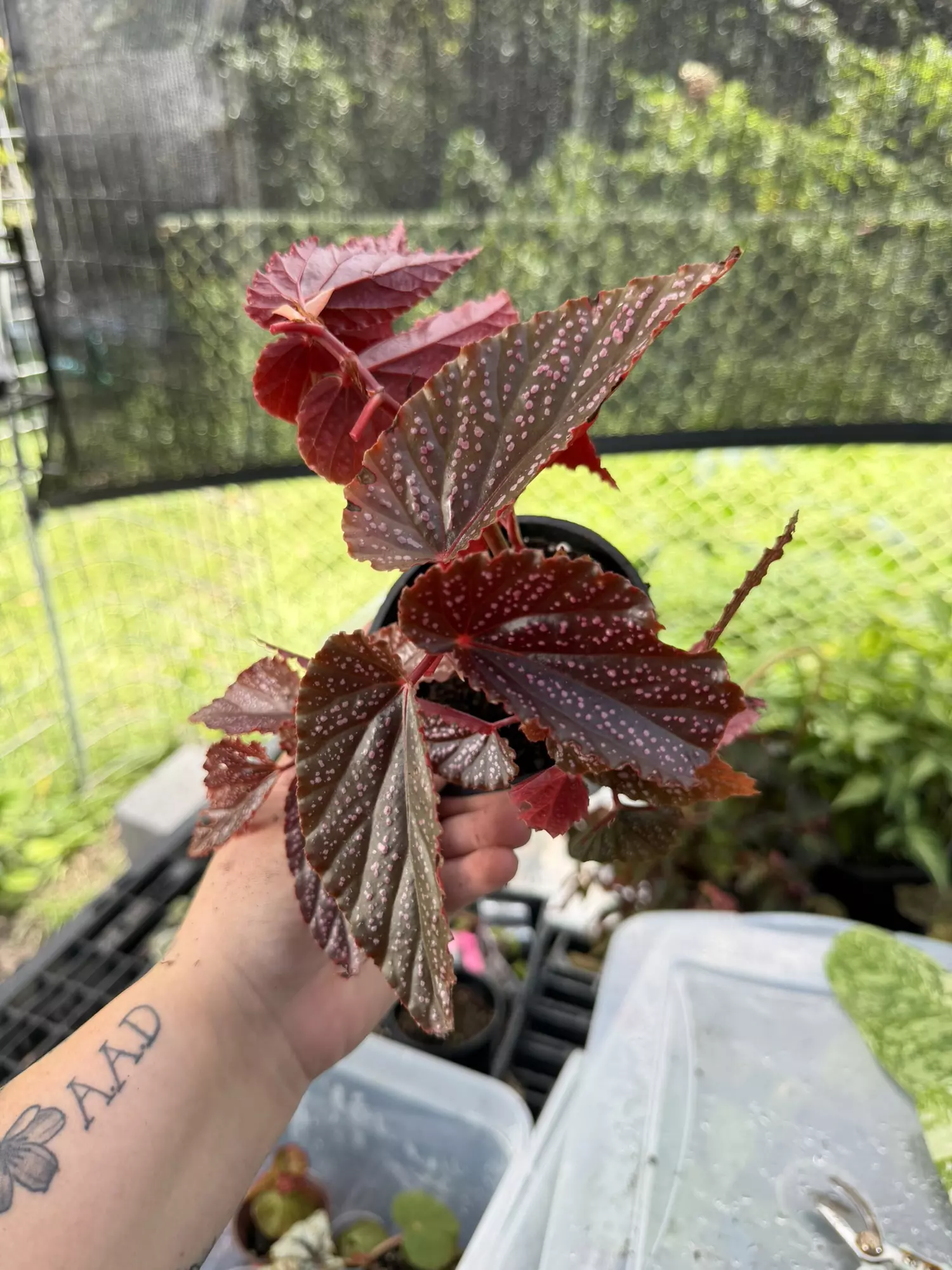 plant/Begonia Angel Wing Dounle Dot-0