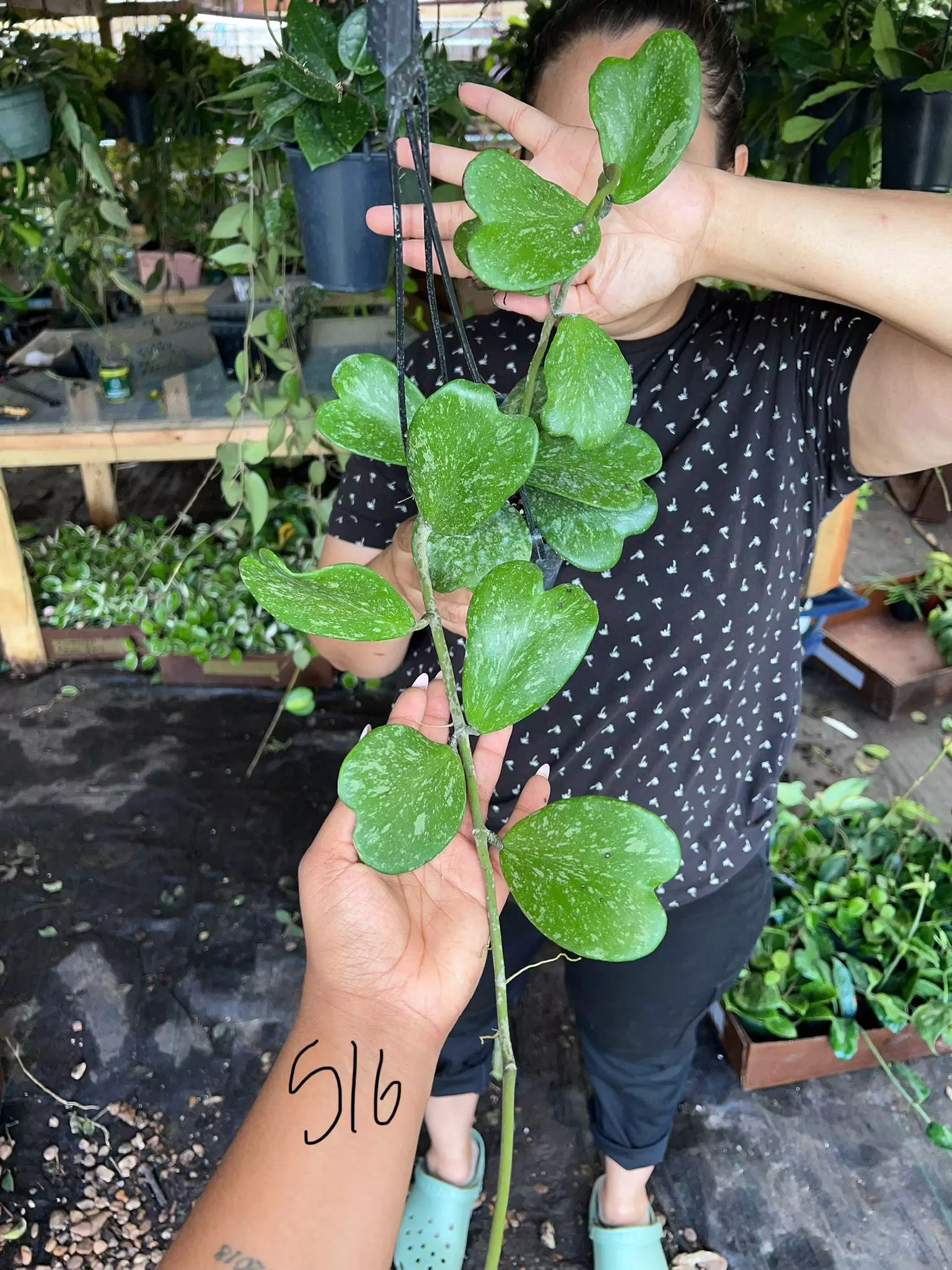 plant/HOYA KERRI SPLASH 5" 516P-0