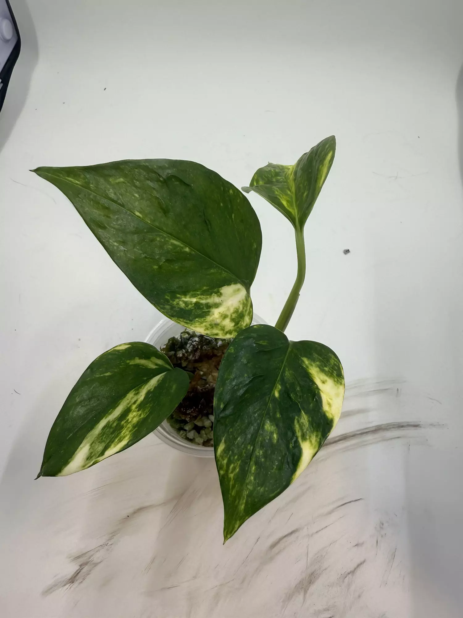plant/Teruno Pothos Bumpy-0