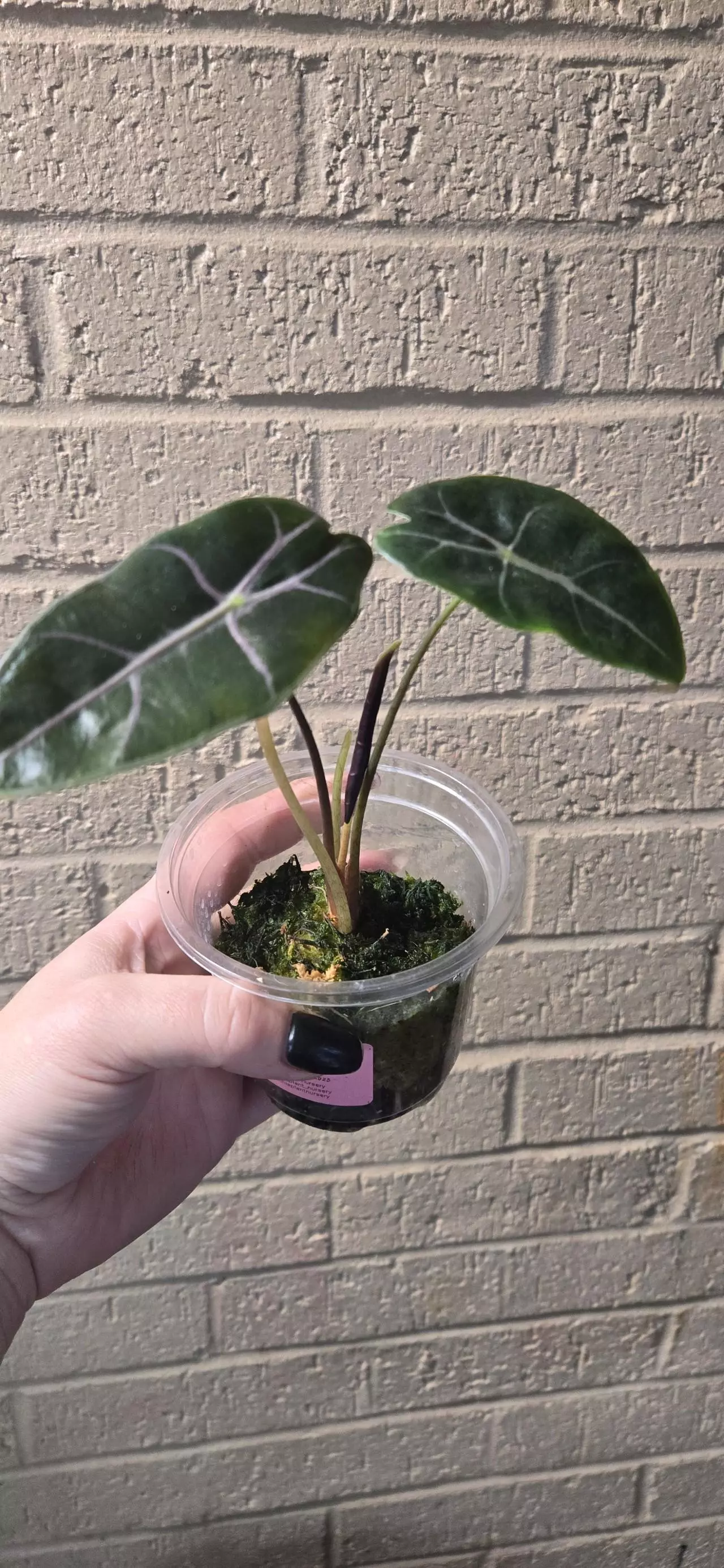 plant/Purple vein alocasia-1