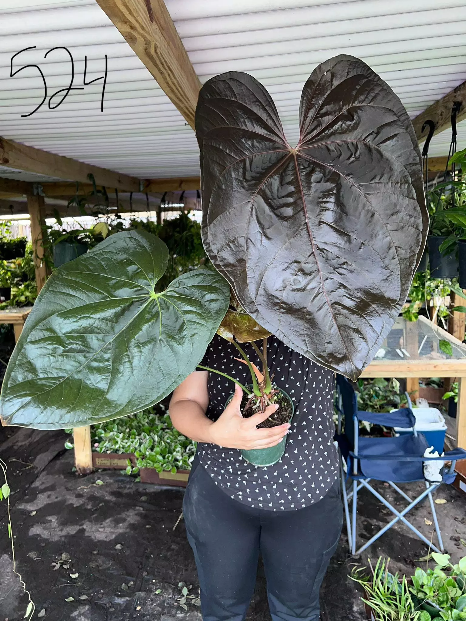 plant/ANTHURIUM QUEEN OF HEART 6" 524P-0