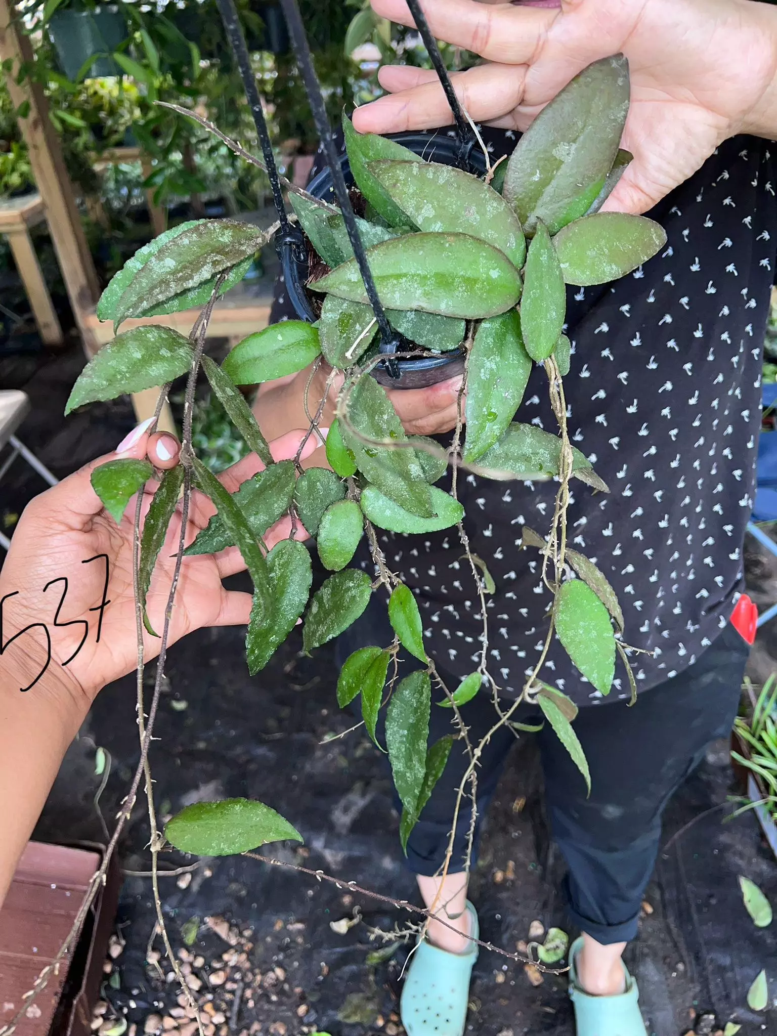 plant/HOYA CAUDATA SUMATRA 5" 537P-0