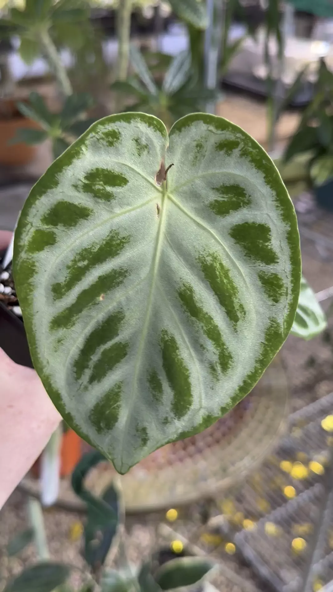 plant/FLASH SALE! PL548: Anthurium Silver Chrome-0