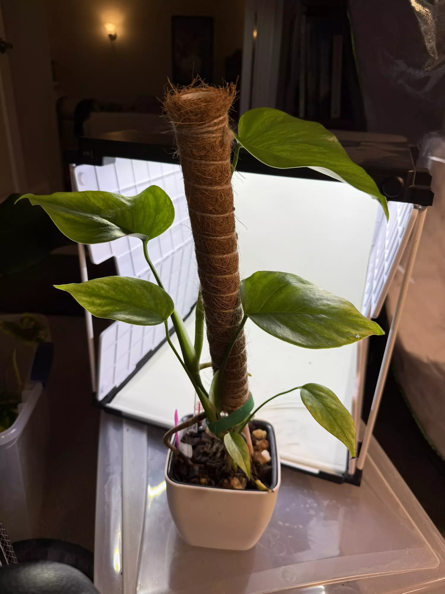 plant/Monstera aurea-1