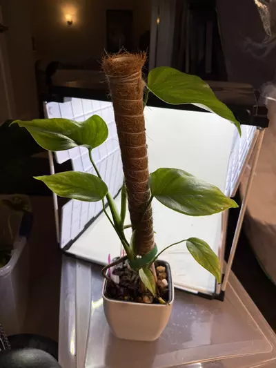 plant/Monstera aurea-1-thumbnail