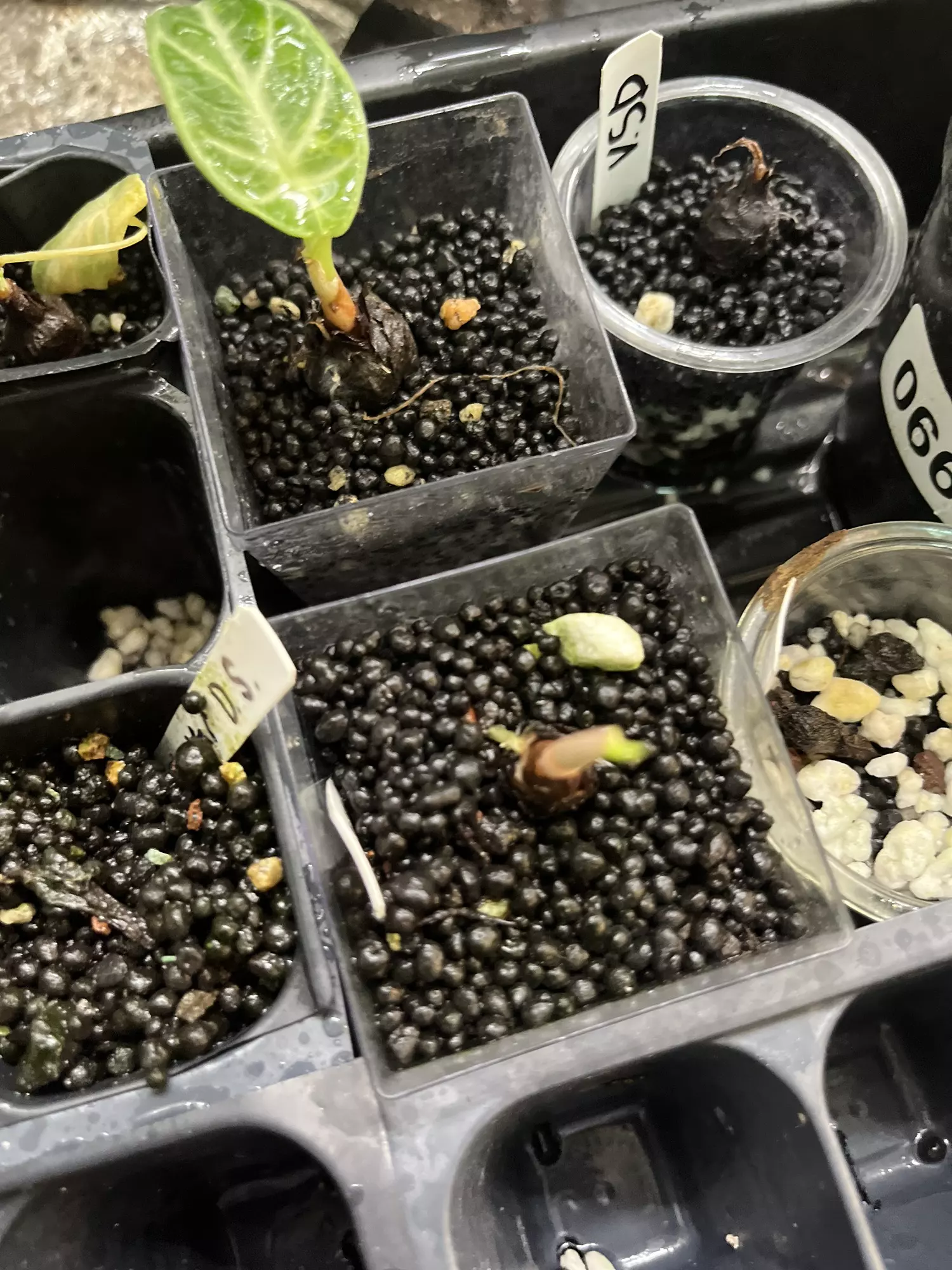 plant/Mystery Corm cup-0