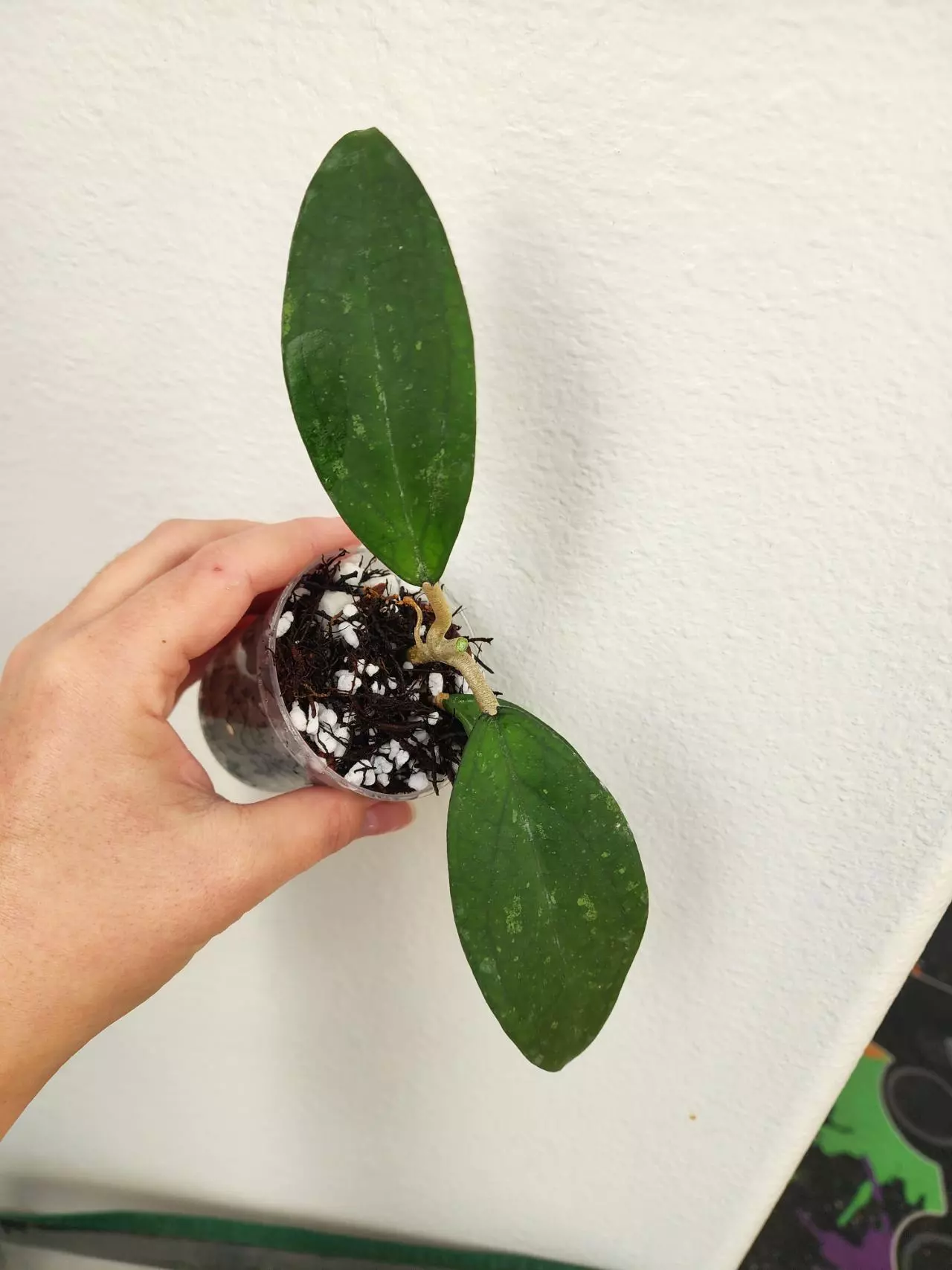 plant/Hoya ABL014-08 (H. Jennifer OP seed)-0
