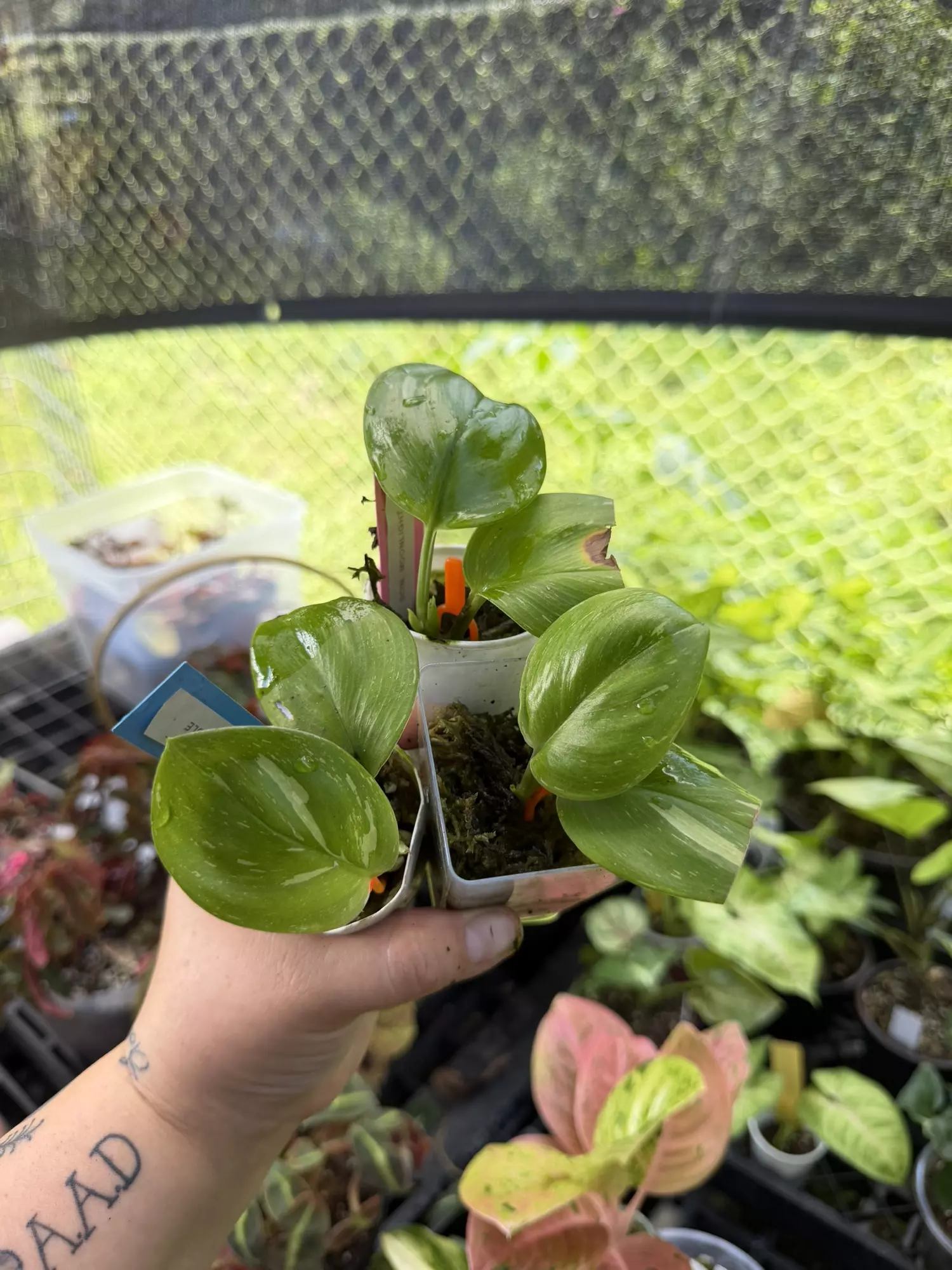 plant/Scindapsus Marble Moonlight-0