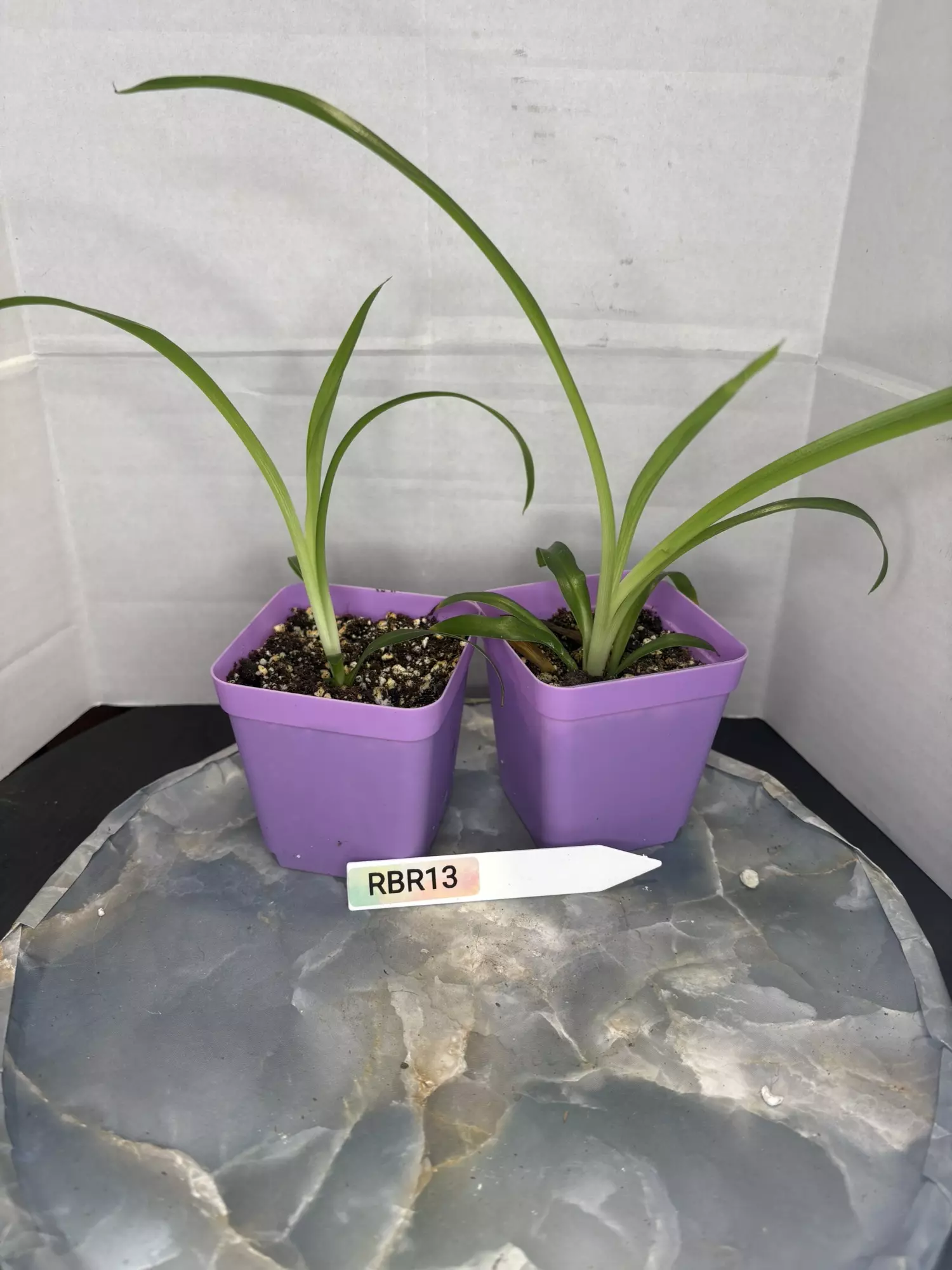 plant/RBR13 Spider Plant Babes-0