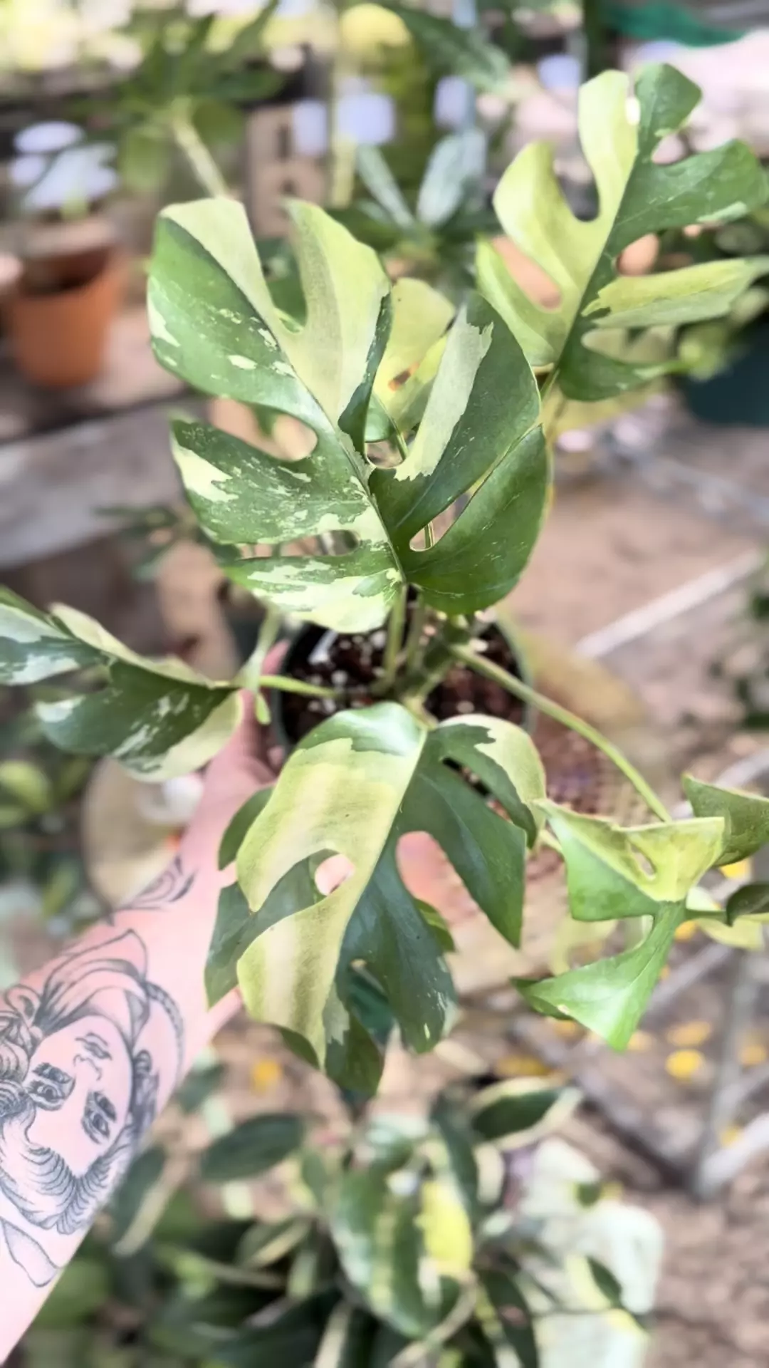 plant/PL551: Variegated rhaphidophora tetrasperma-0