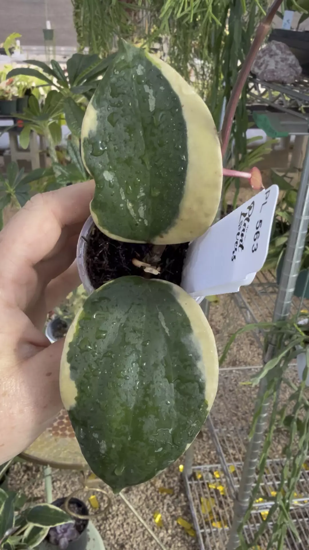 plant/PL563: Latifolia Albomarginata-0