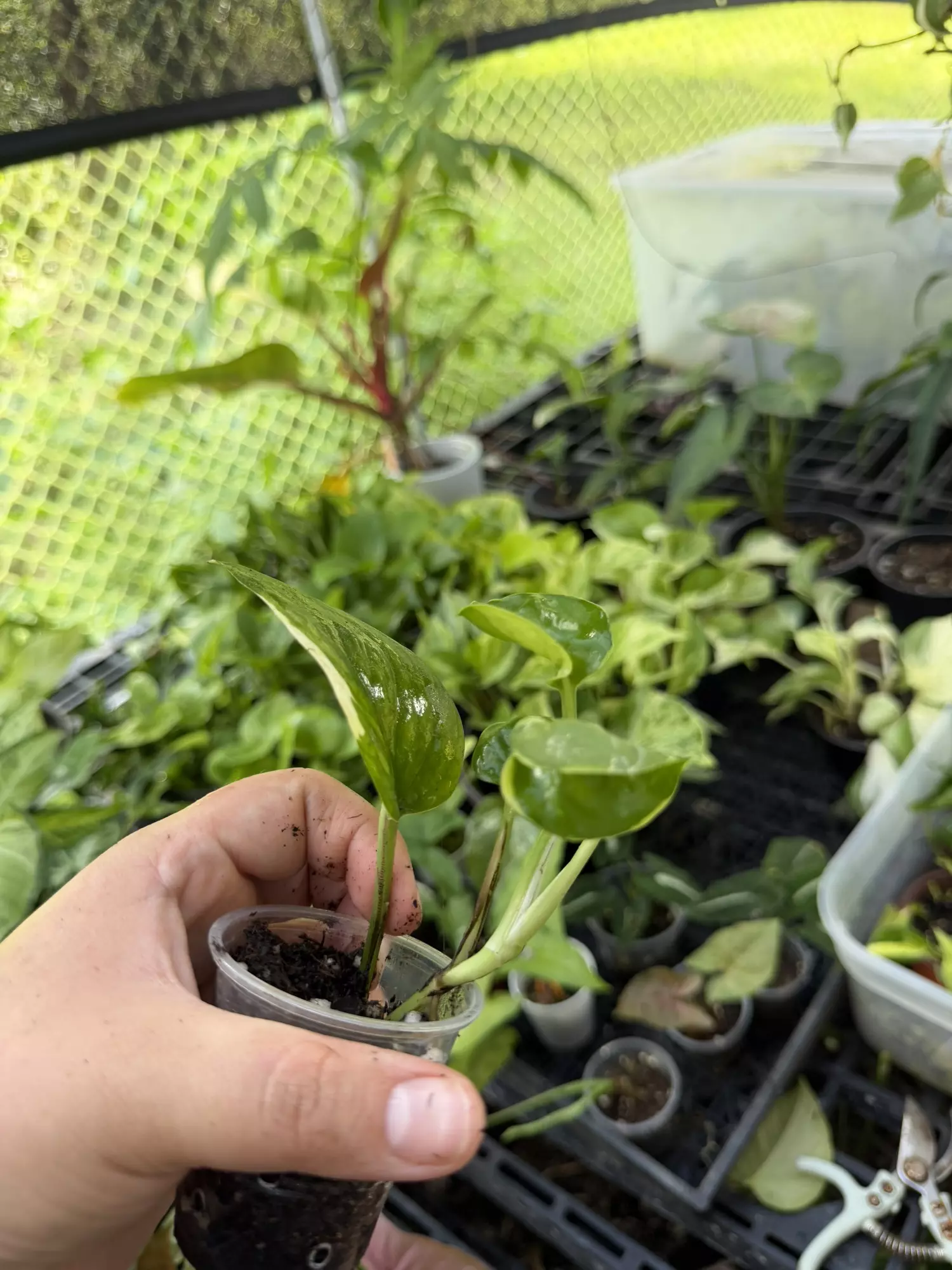 plant/Manjula Poonsin-1