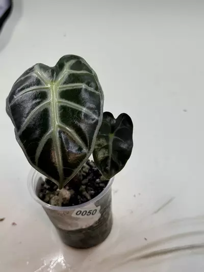 plant/Alocasia Balloon Heart, revert-0-thumbnail