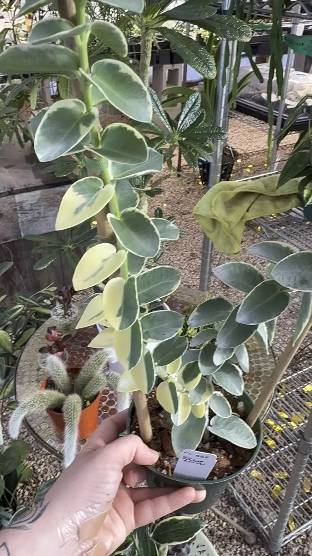 plant/PL555: Cummingiana Albomarginata trellis-0