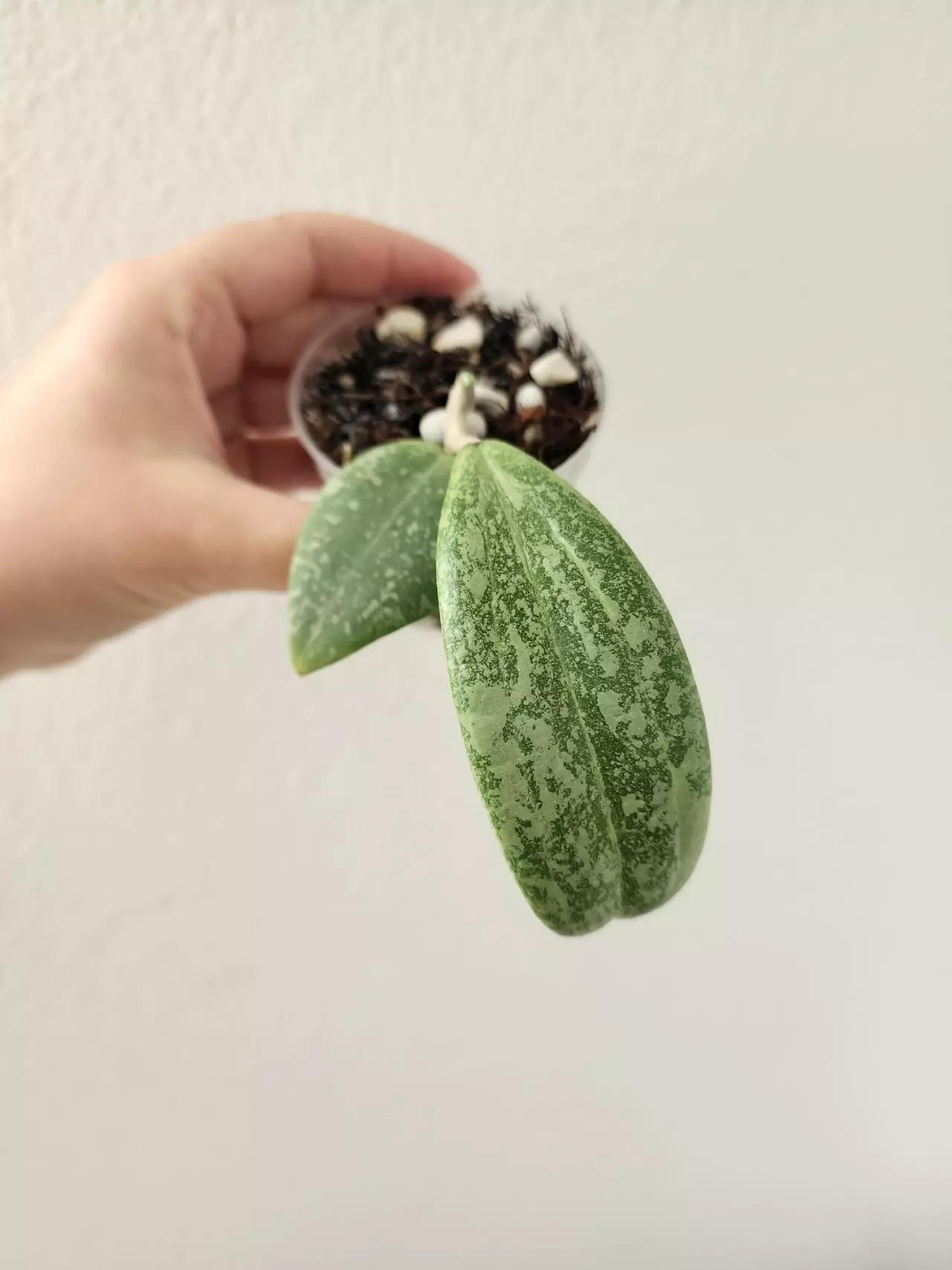 plant/Hoya verticillata (FKA wibergiae)-0