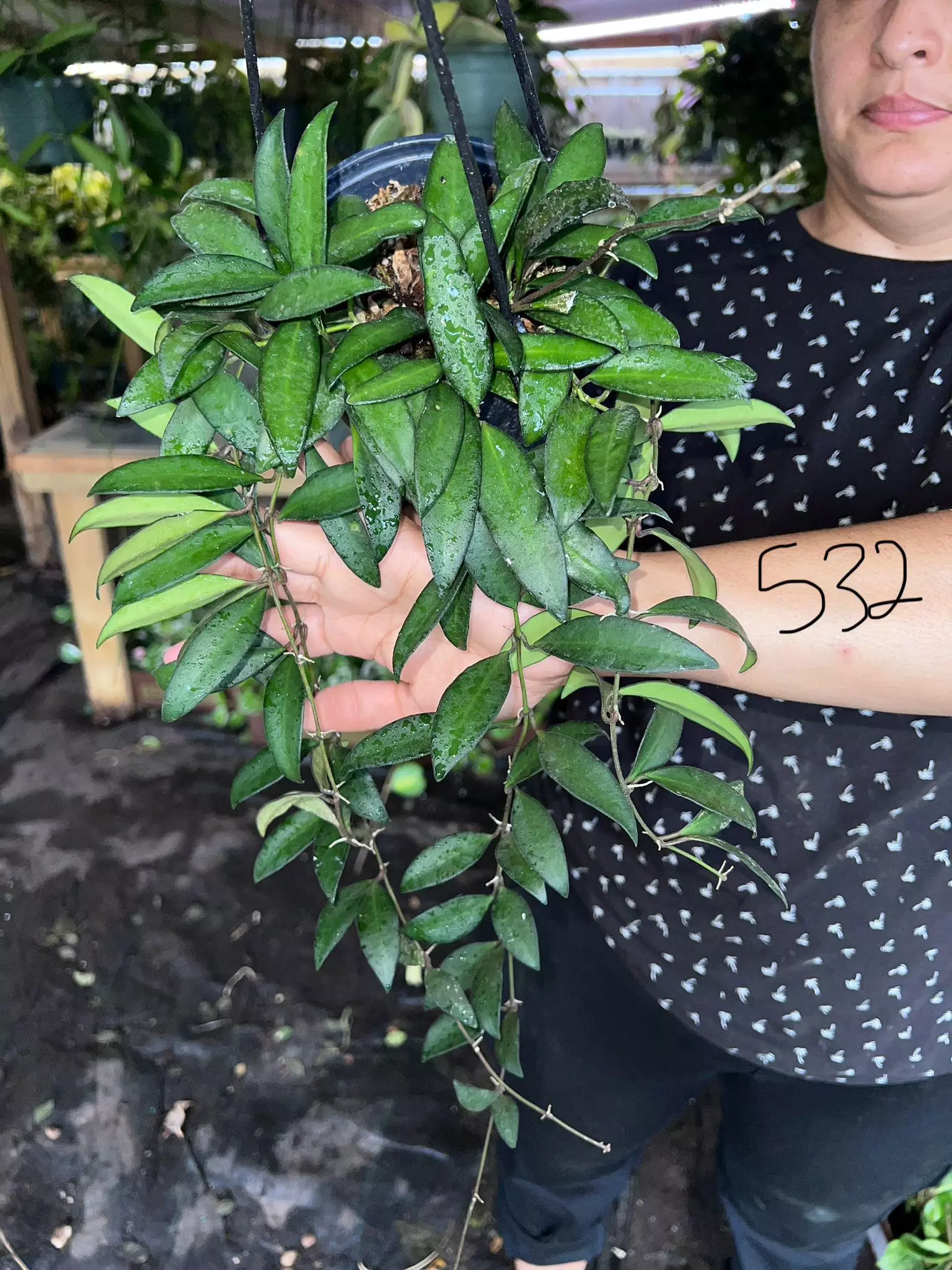 plant/HOYA ROSITA 5" 532P-0
