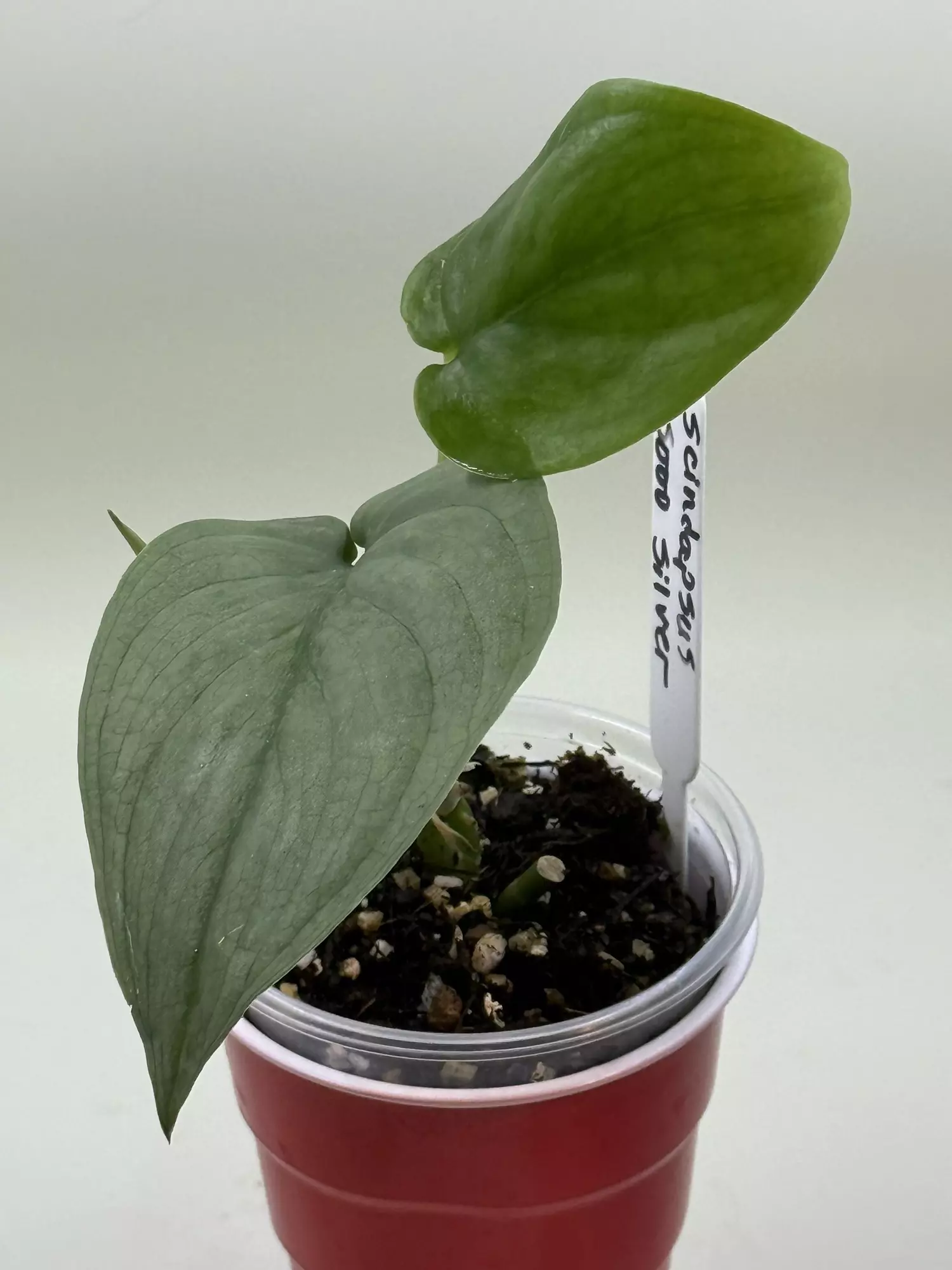 plant/Scindapsus Sooo Silver, -0