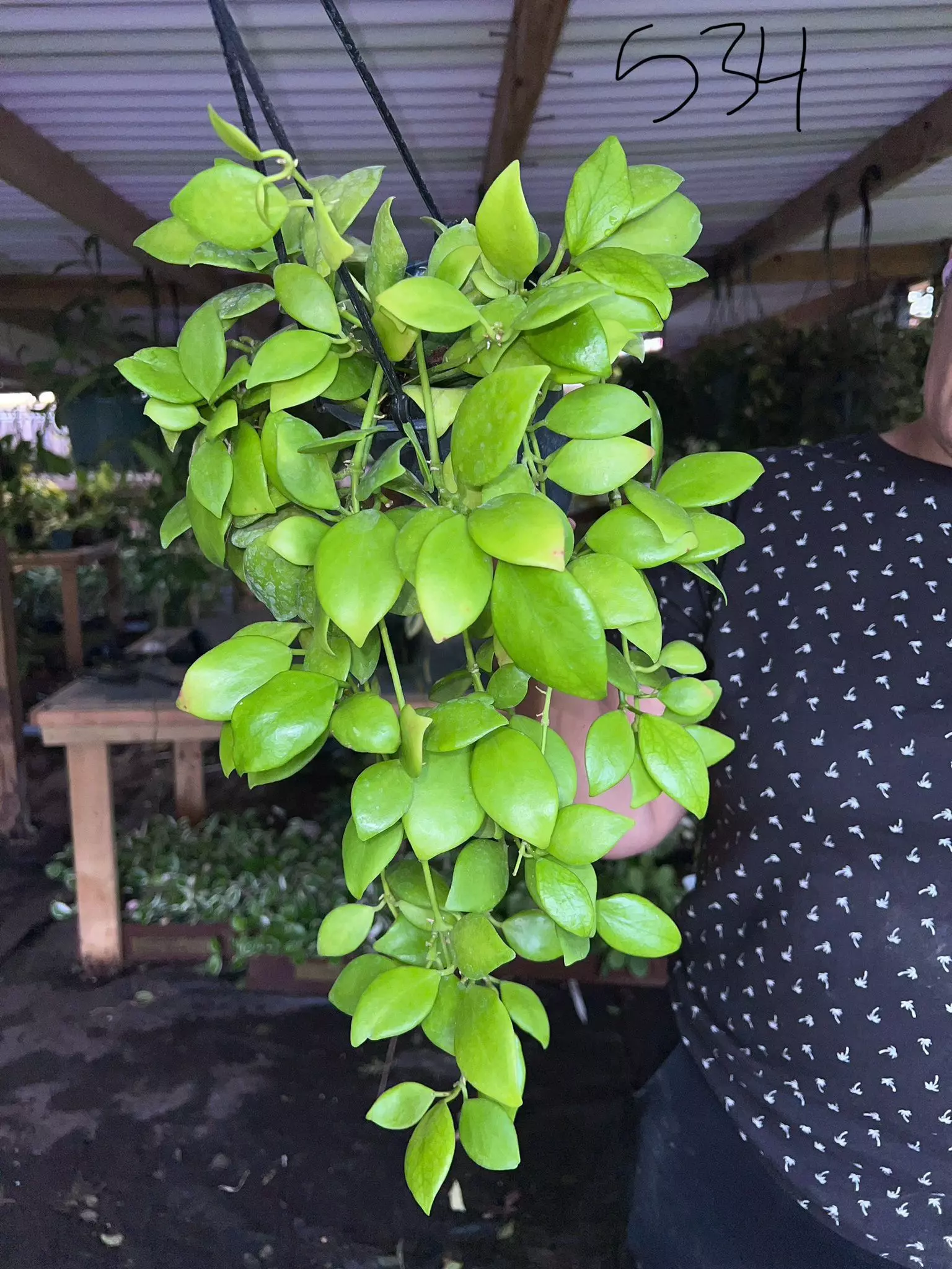 plant/HOYA DIPTERA 5" 534p-0
