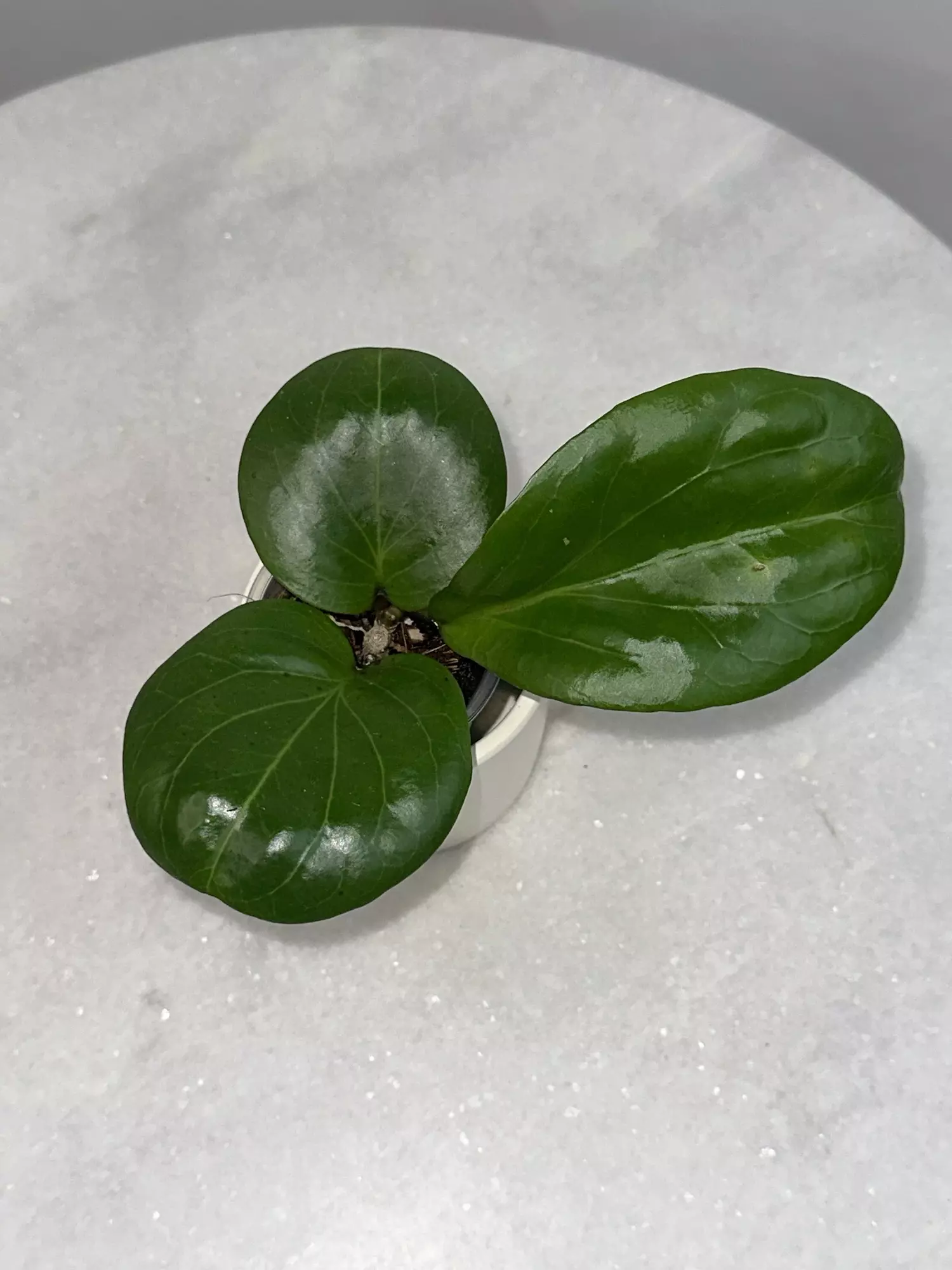 plant/H. ‘Rhiannon’ - 3 inch pot-0