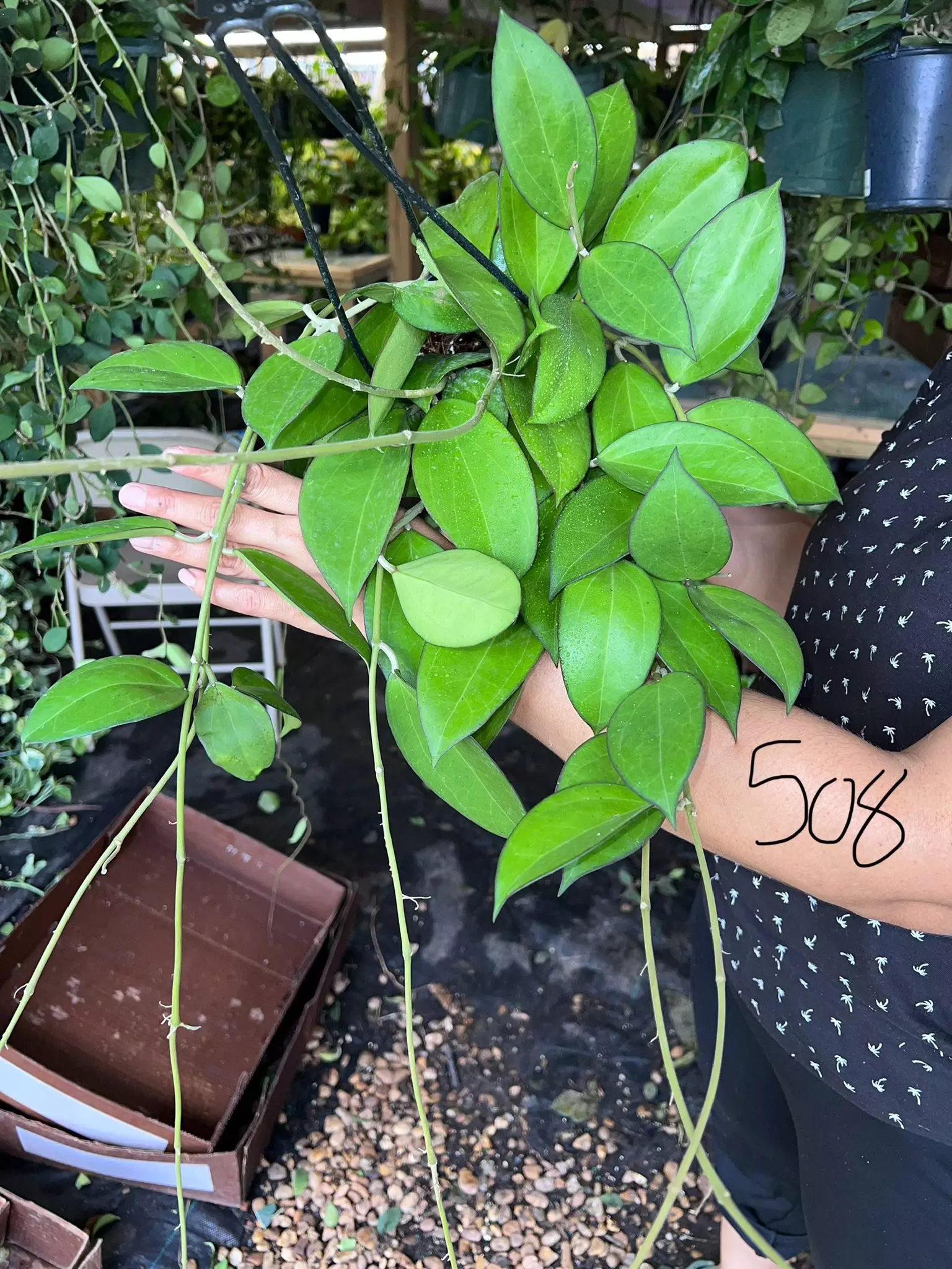 plant/HOYA ISCENSIS 5" 508P-0