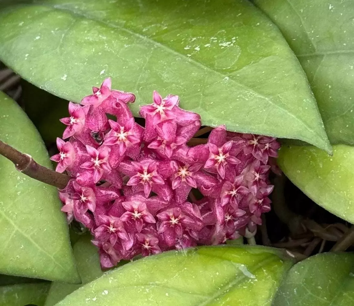 plant/Hoya Sabah Beauty #864-1