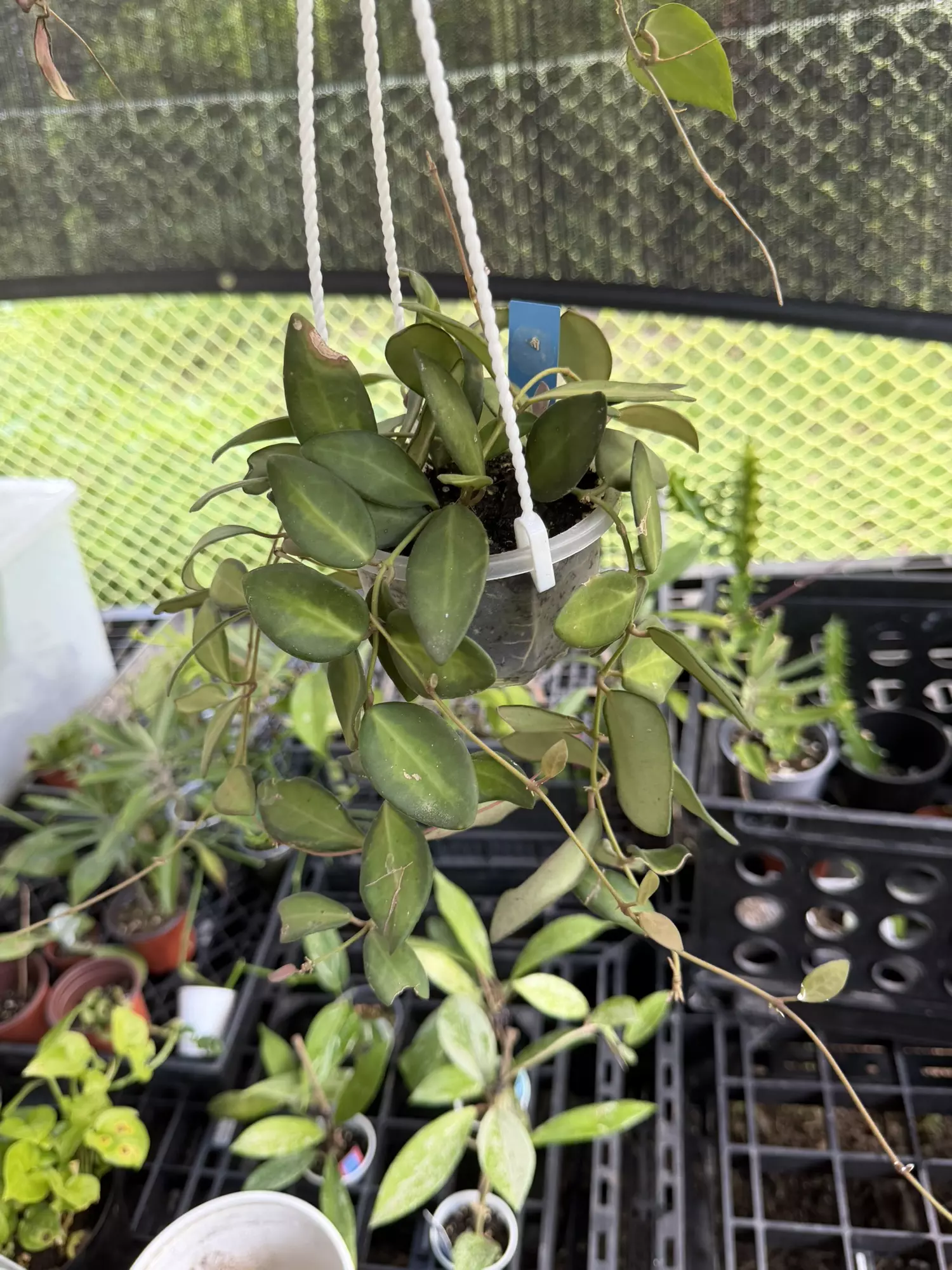 plant/Hoya Variegated Burtionae-0