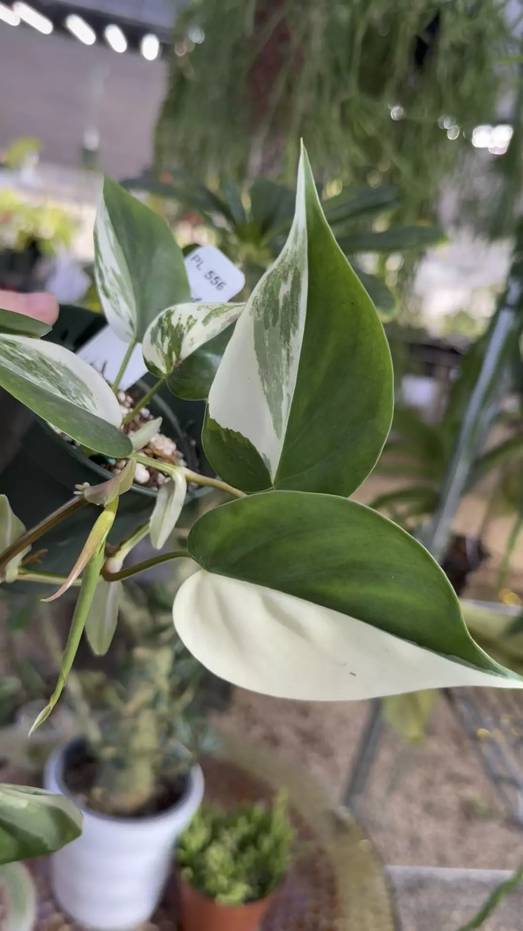 plant/PL556: Albo Heartleaf-0