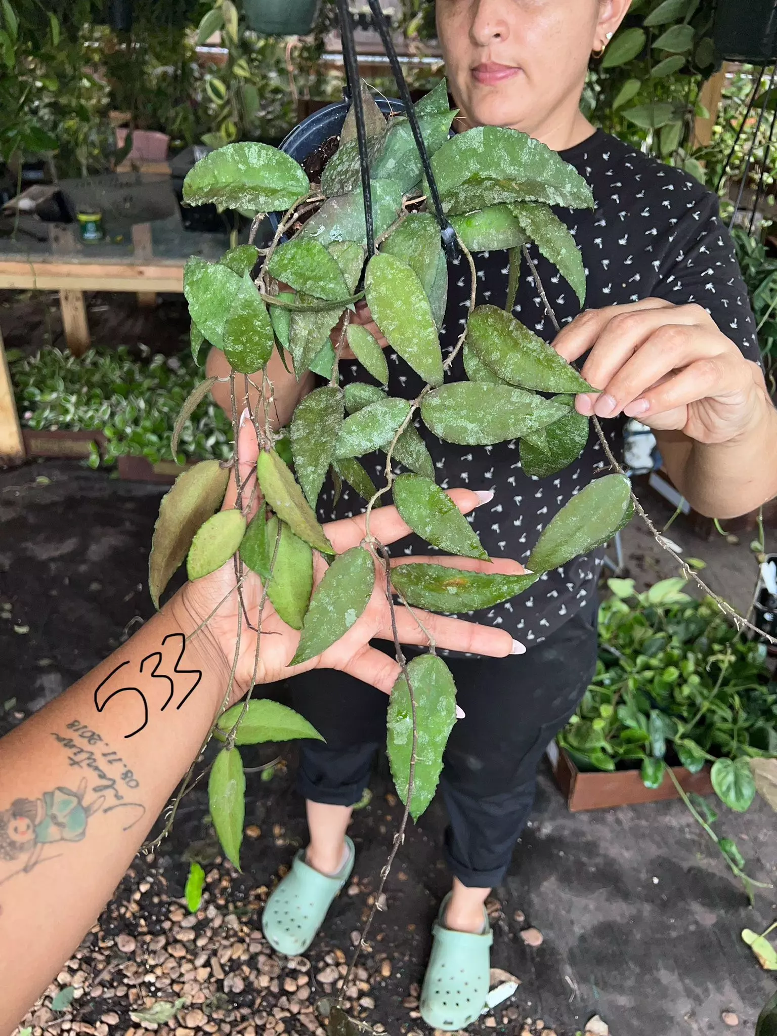 plant/HOYA CAUDATA SUMATRA 5" 533P-0