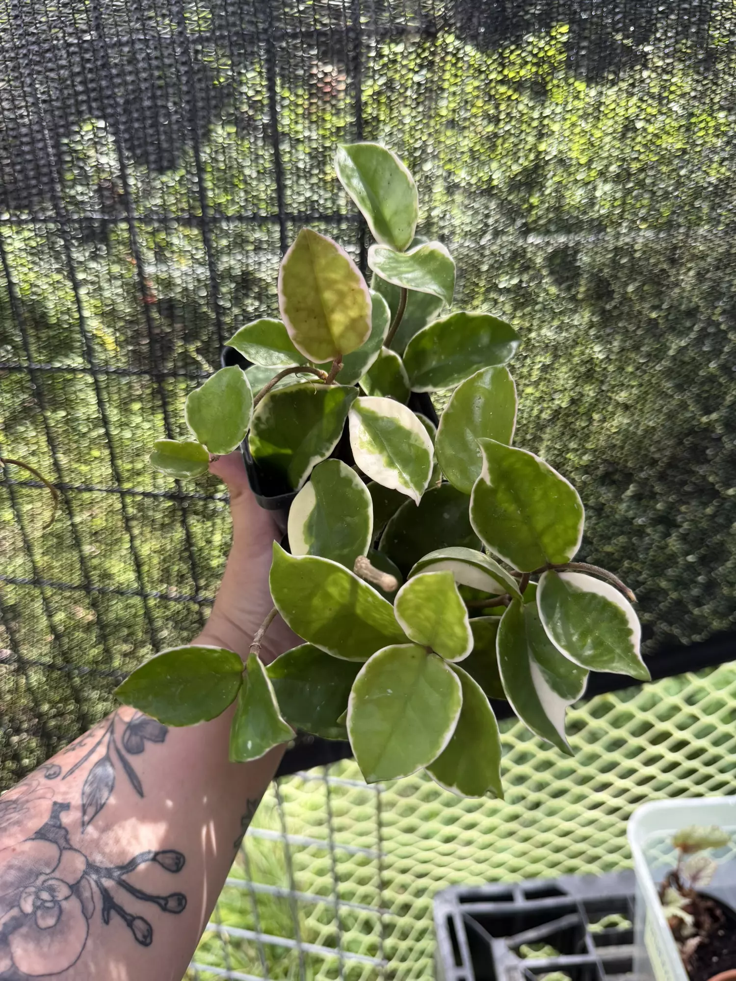 plant/Hoya Krimson Queen-0