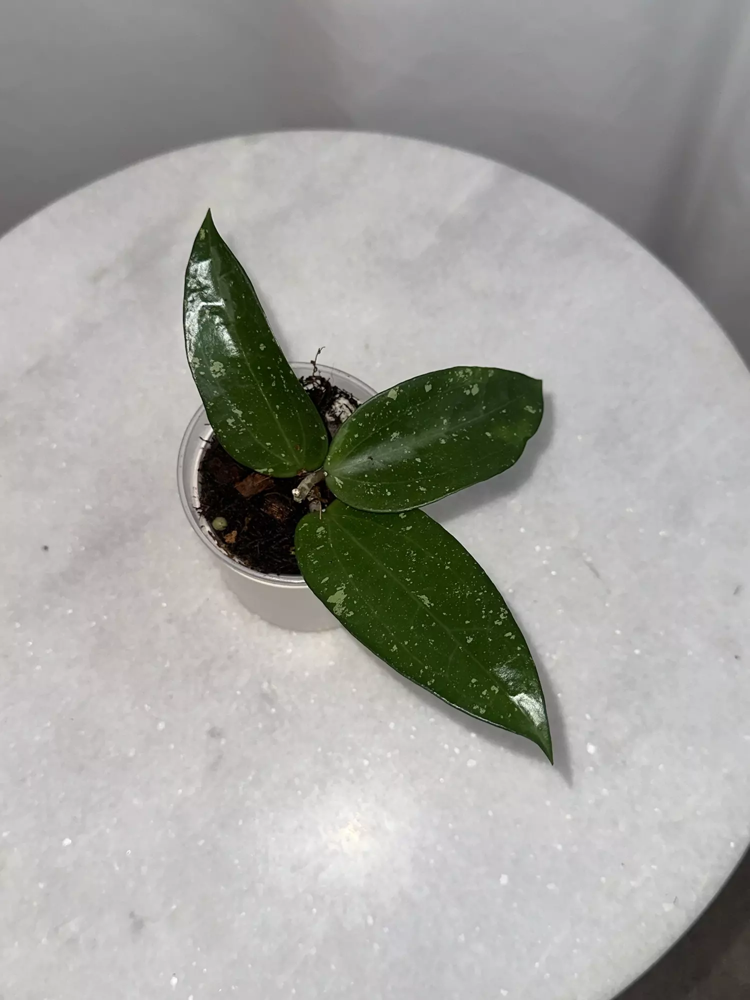 plant/H. ‘Cotton Candy’ - 3 inch pot-0