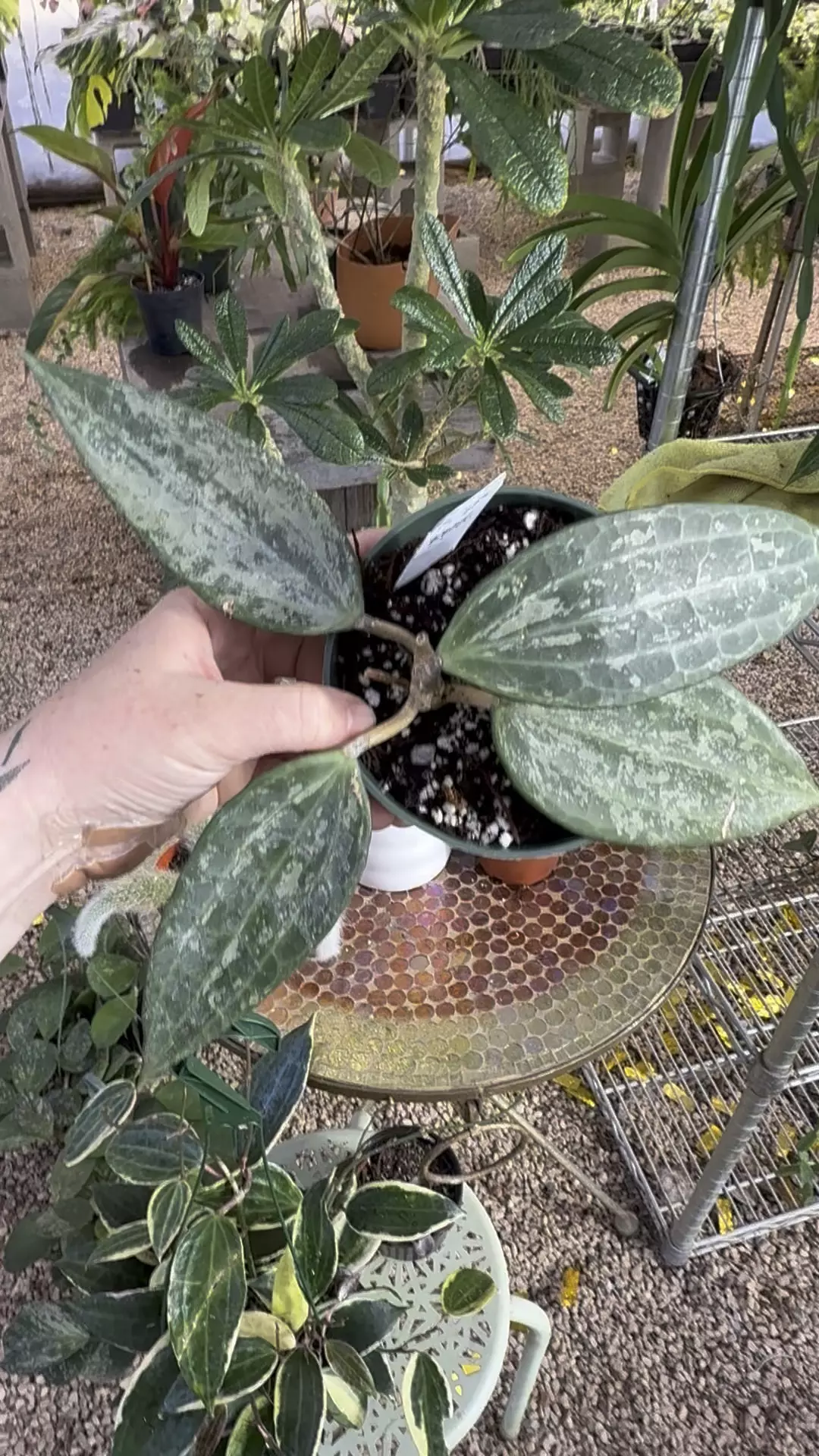 plant/PL558: Latifolia Silver Indo-0