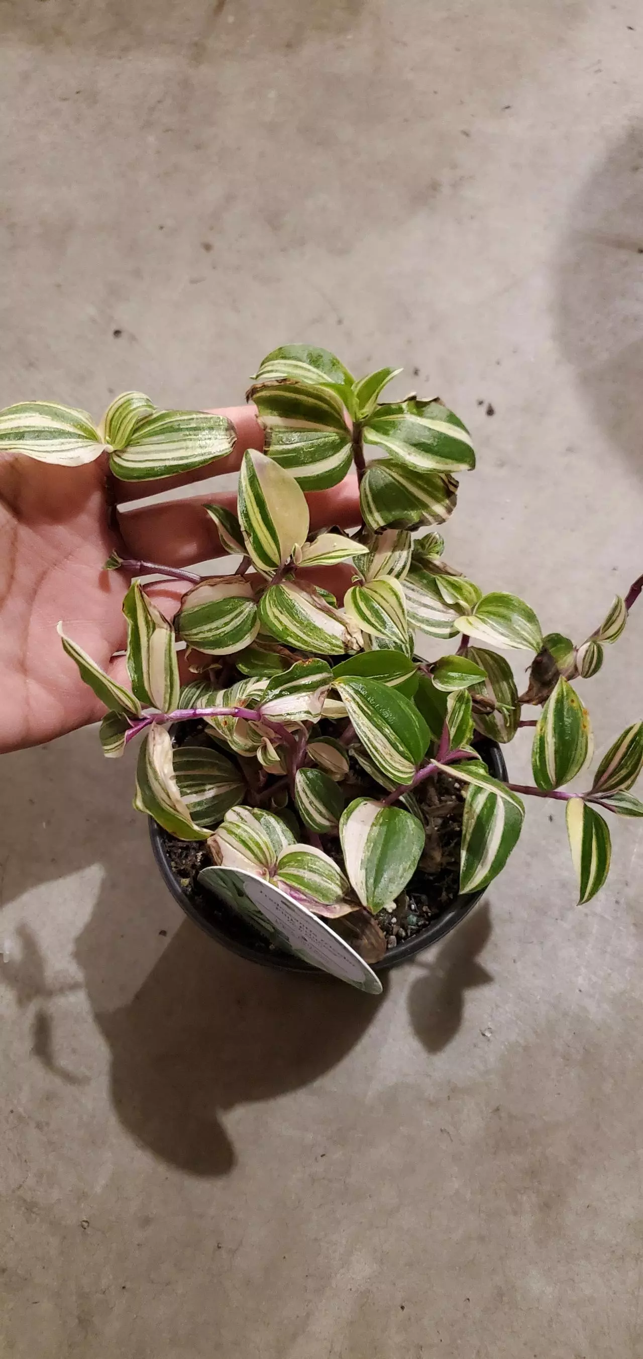 plant/Tricolor Pink Princess Tradescantia-0