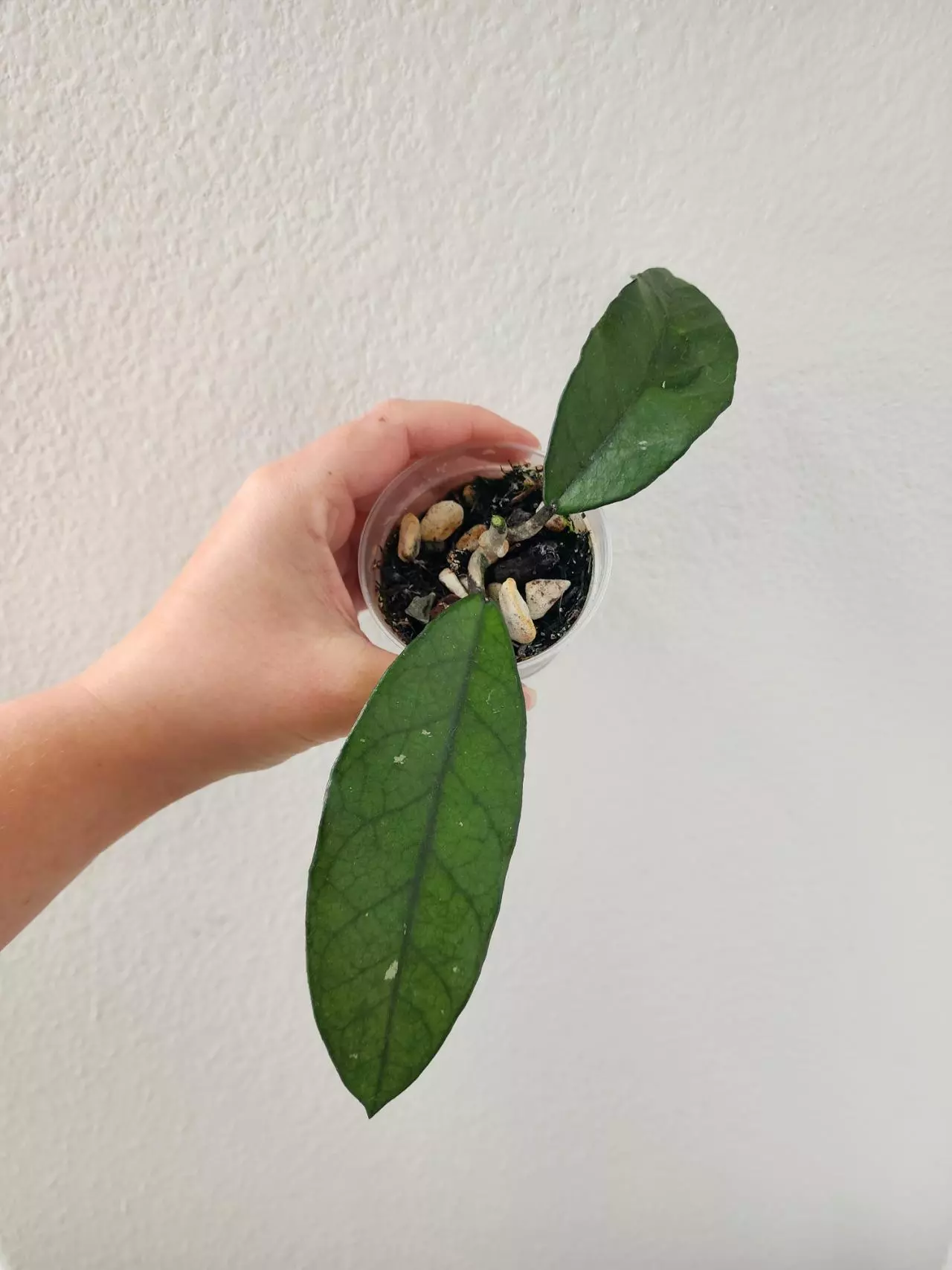 plant/Hoya sp. Singapore-0