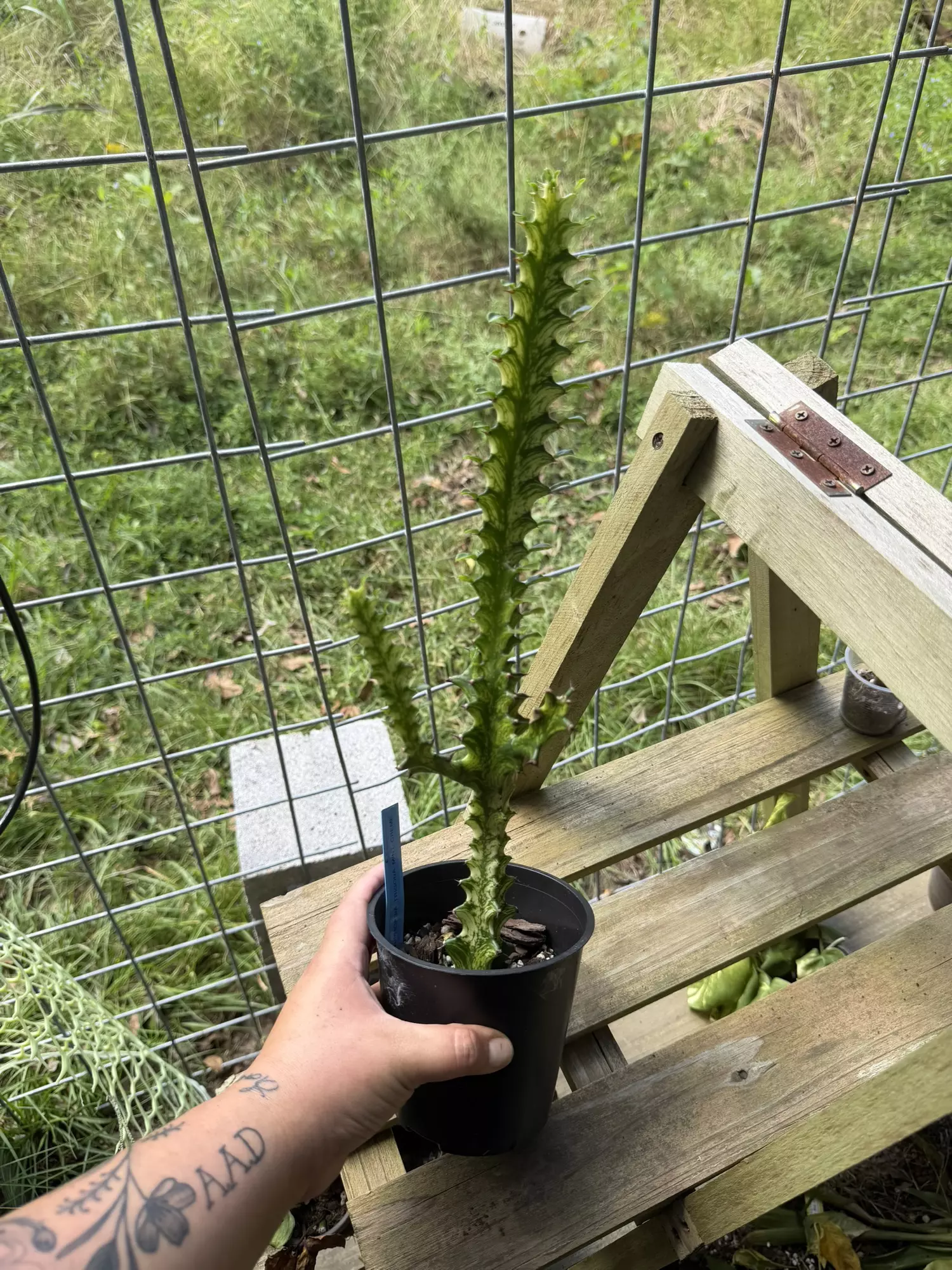plant/Euphorbia Mint Trigona-0